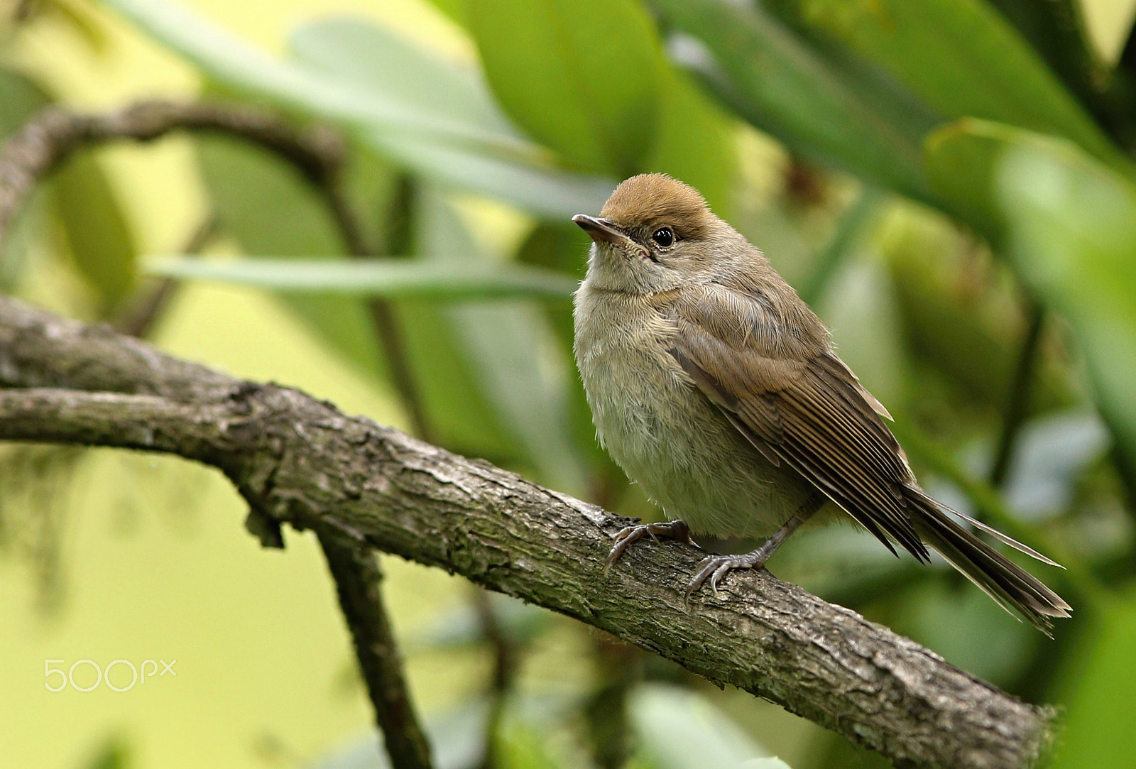 Canon EF 300mm F2.8L IS USM sample photo. Young photography