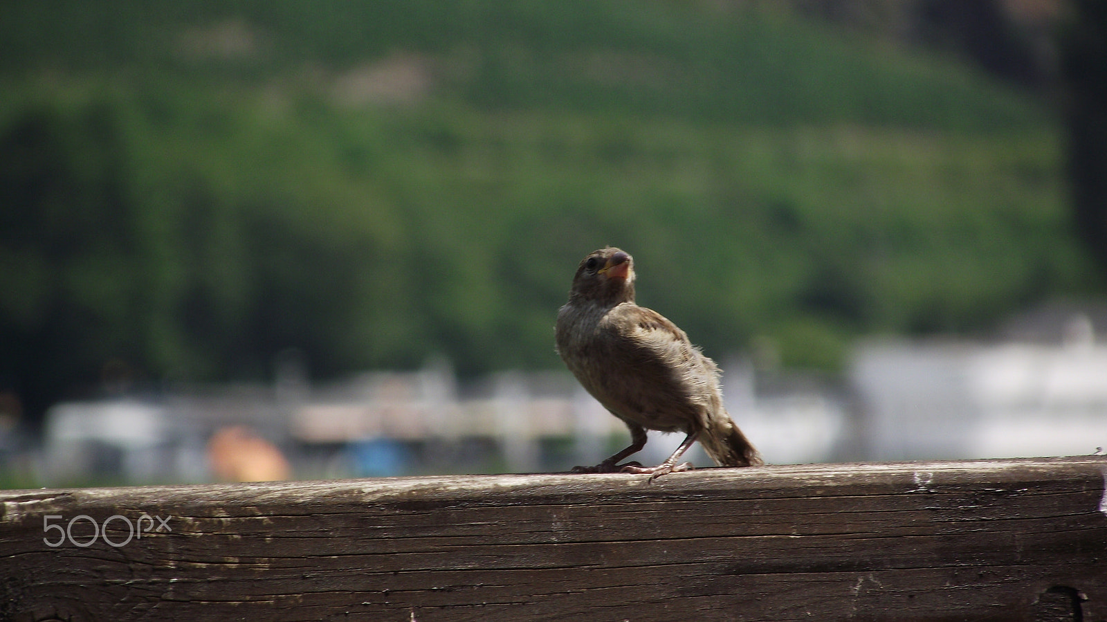 Fujifilm FinePix S1730 sample photo. Bird on a bench photography