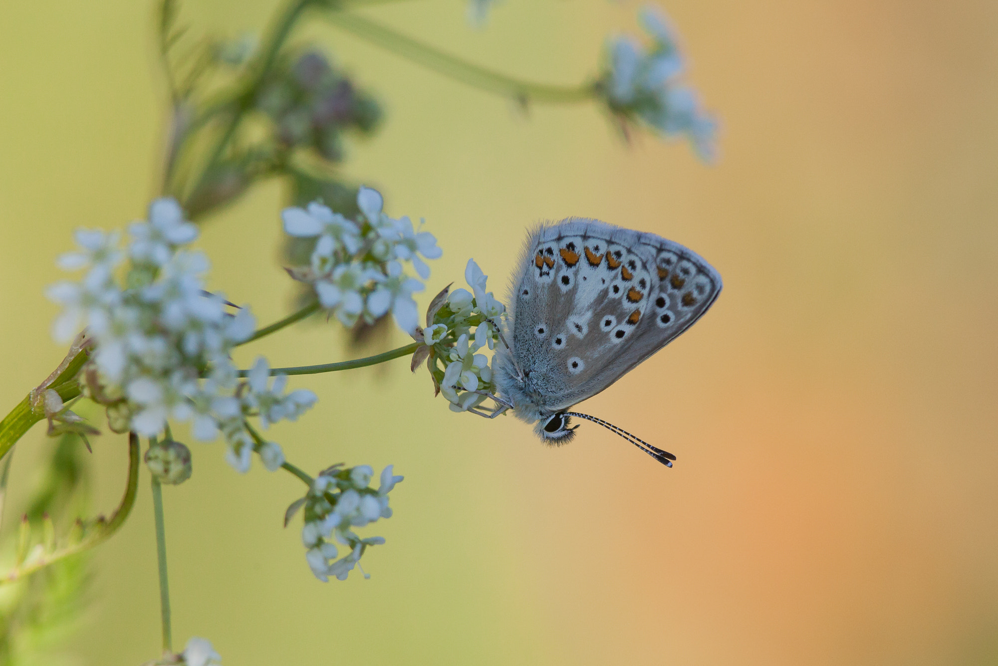 Canon EF 300mm F4L IS USM sample photo. Blue wing photography