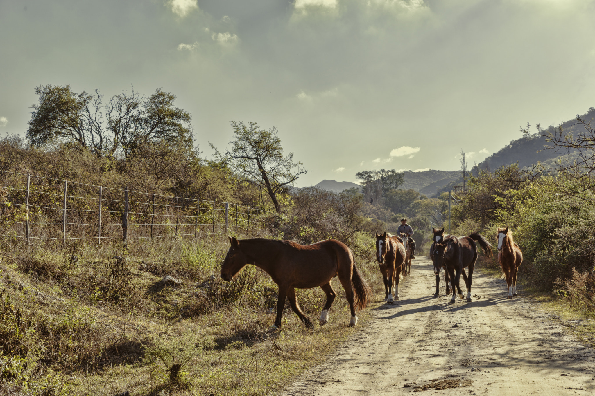 Sony a99 II + Sony 28-75mm F2.8 SAM sample photo. Bozal y rienda photography