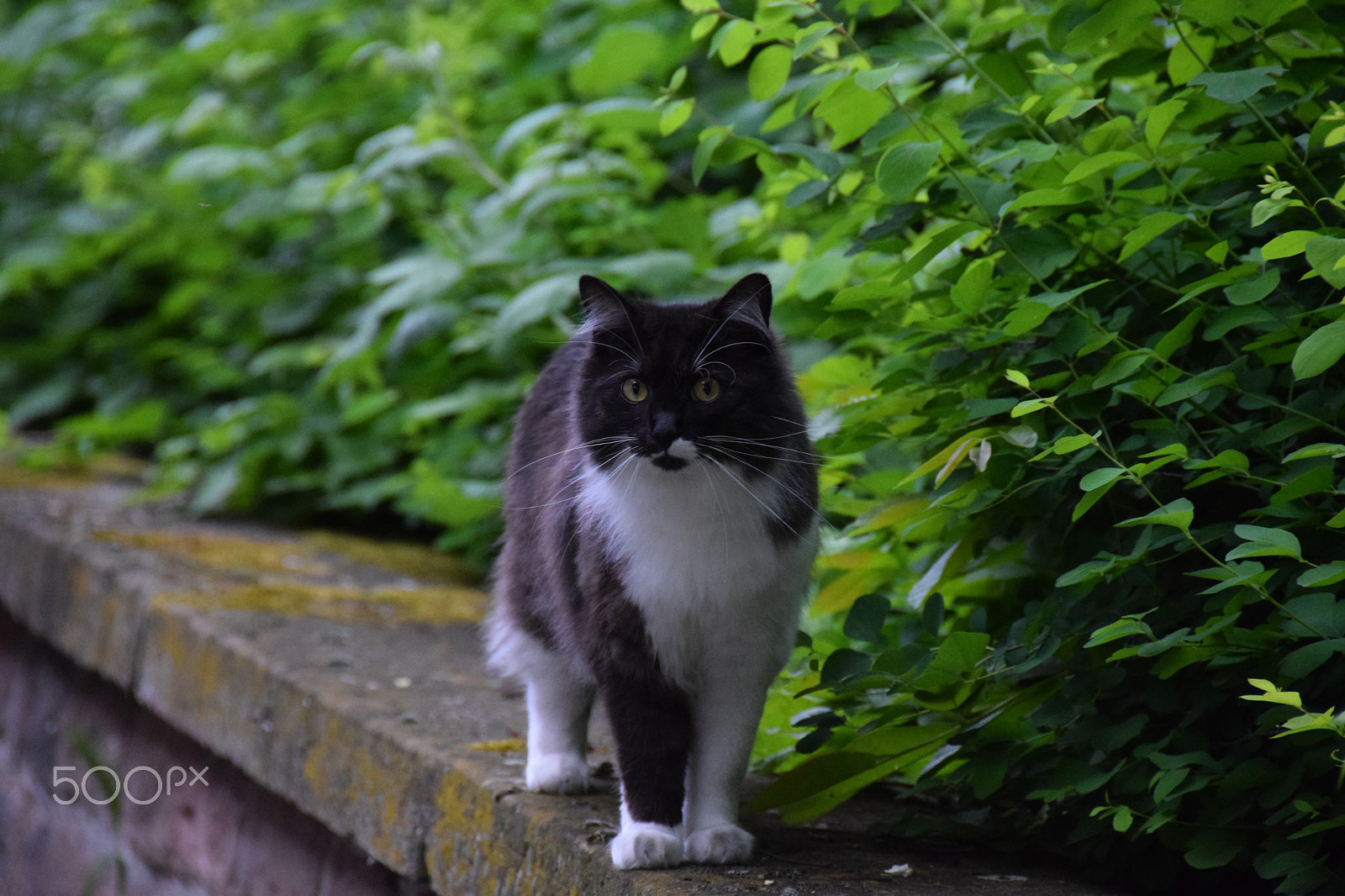 Nikon D3300 + Nikon AF-S DX Nikkor 18-200mm F3.5-5.6G ED VR II sample photo. Cat on an old wall photography