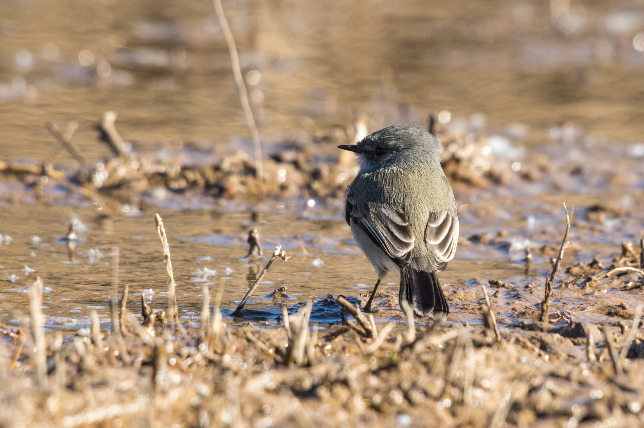 Sigma 50-500mm F4.5-6.3 DG OS HSM sample photo. Islands wren photography