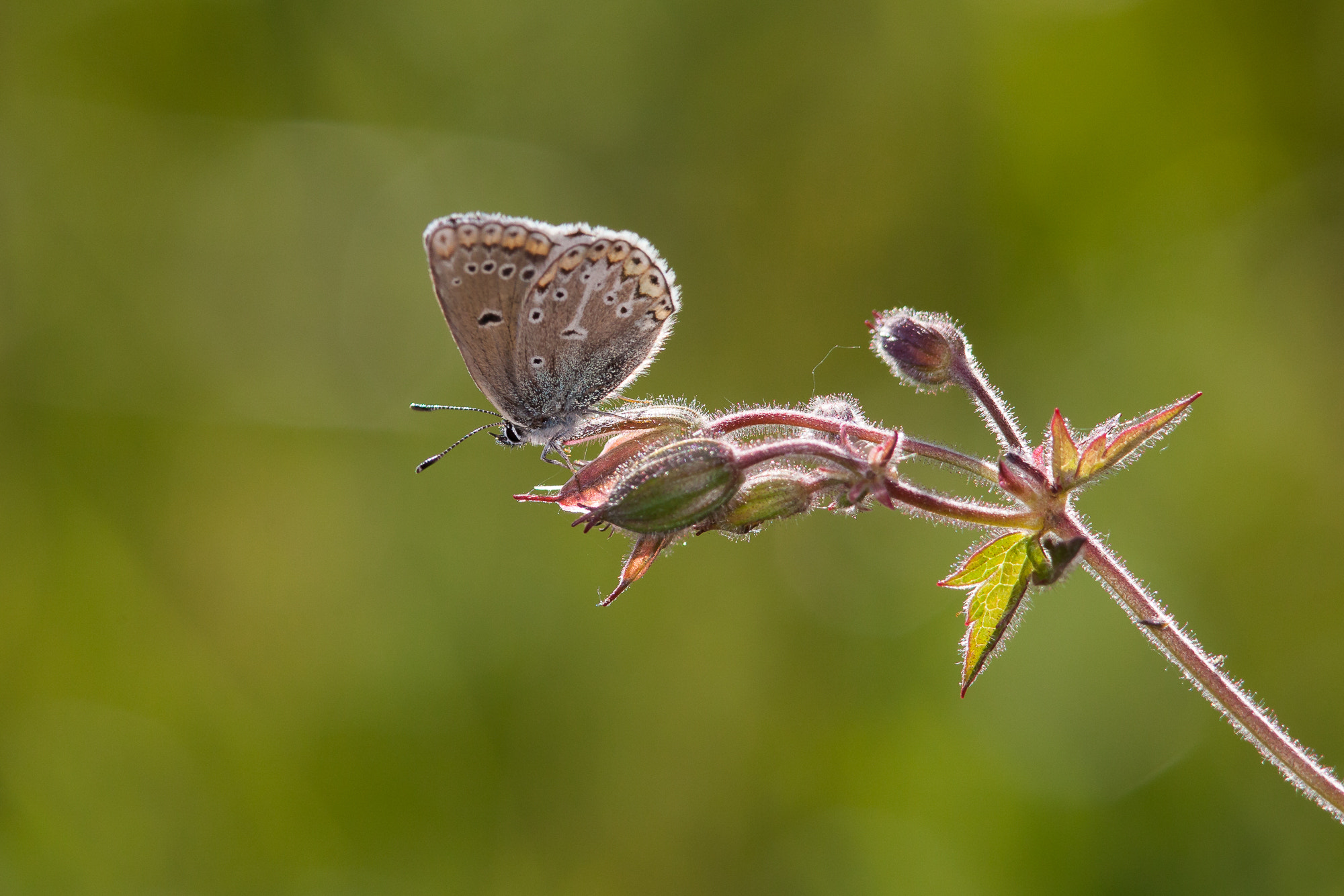 Canon EF 300mm F4L IS USM sample photo. Blue wing photography