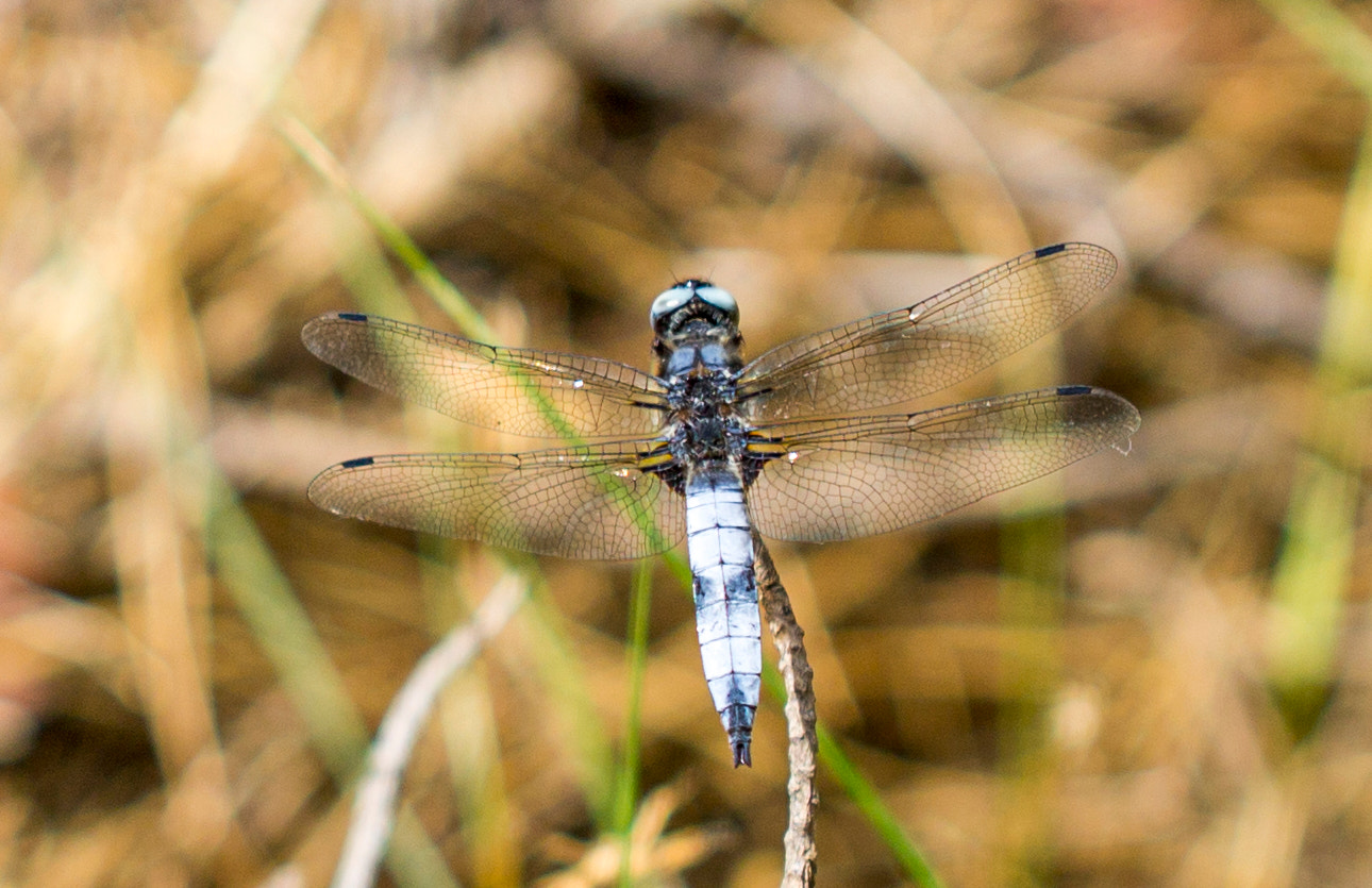 Canon EOS 1100D (EOS Rebel T3 / EOS Kiss X50) + Canon EF 100mm F2.8L Macro IS USM sample photo. Blue dragonfly photography