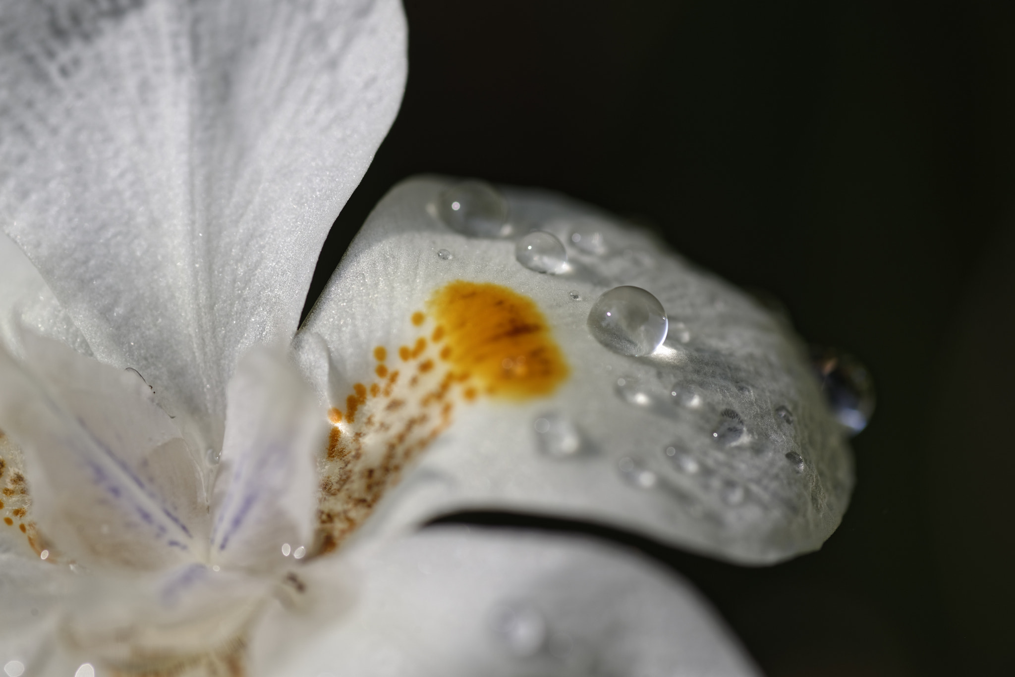 Tokina AT-X Pro 100mm F2.8 Macro sample photo. Dropplets photography