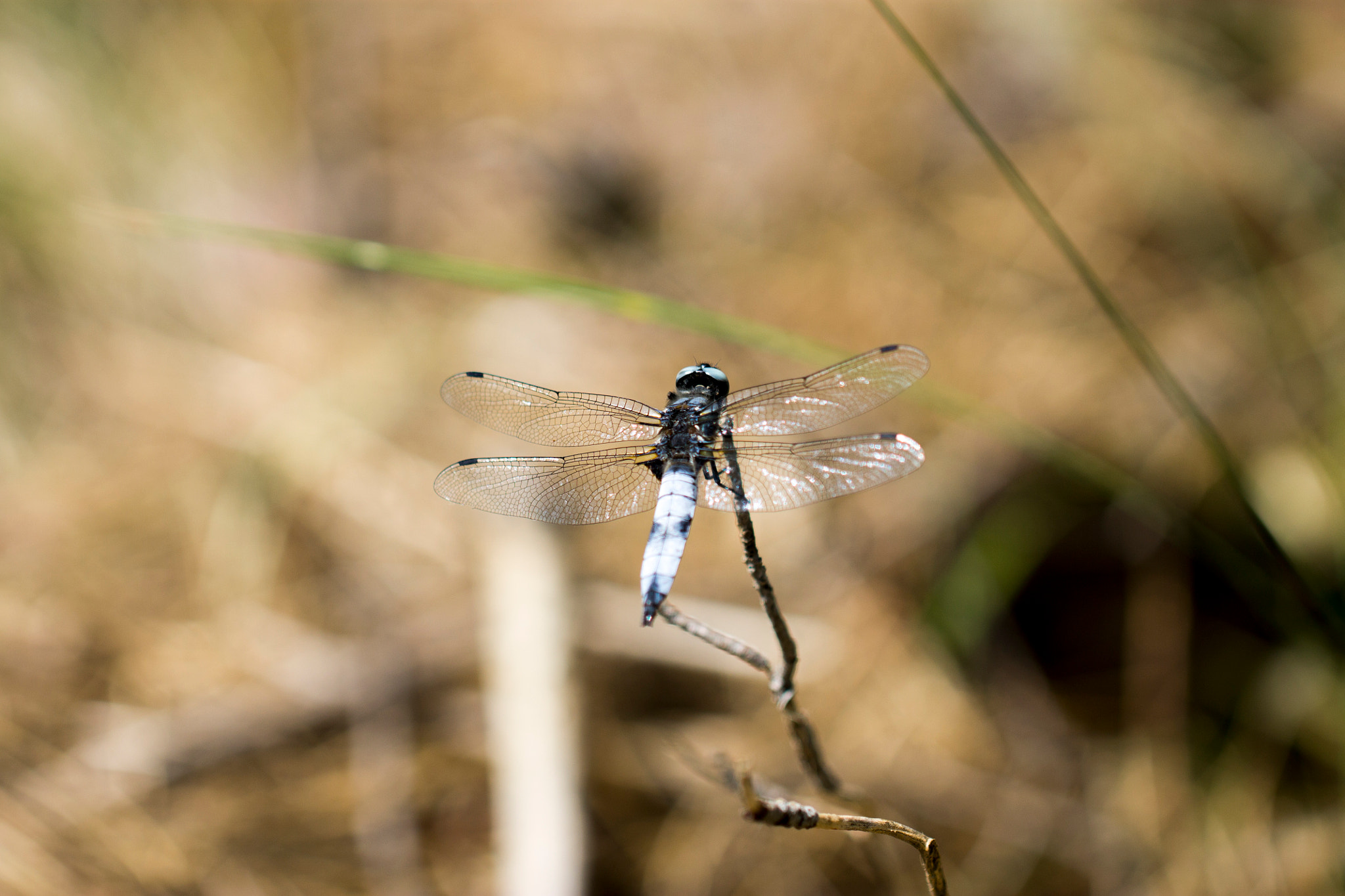 Canon EOS 1100D (EOS Rebel T3 / EOS Kiss X50) + Canon EF 100mm F2.8L Macro IS USM sample photo. Blue dragonfly photography