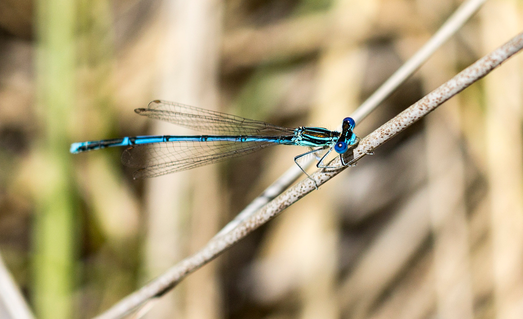 Canon EOS 1100D (EOS Rebel T3 / EOS Kiss X50) + Canon EF 100mm F2.8L Macro IS USM sample photo. Blue damselfly photography