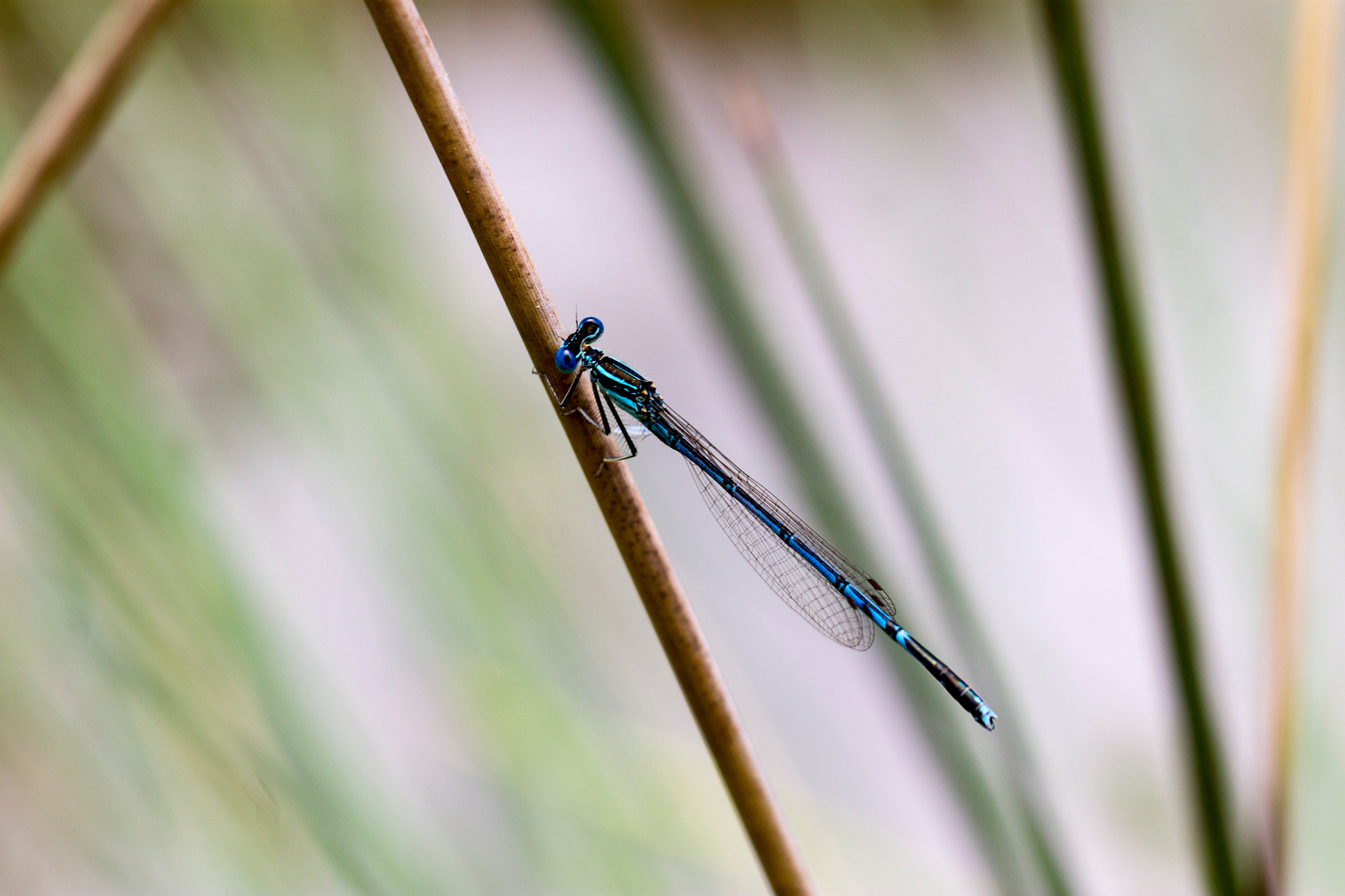 Canon EOS 1100D (EOS Rebel T3 / EOS Kiss X50) + Canon EF 100mm F2.8L Macro IS USM sample photo. Blue damselfly photography