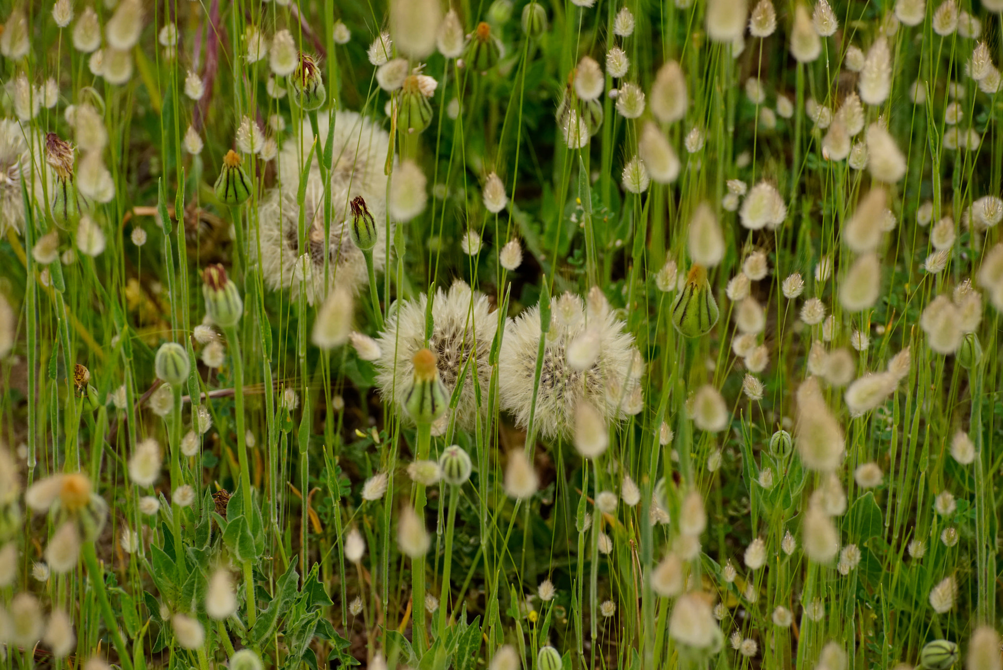 Tamron SP 70-300mm F4-5.6 Di USD sample photo. Nature in its pure state photography