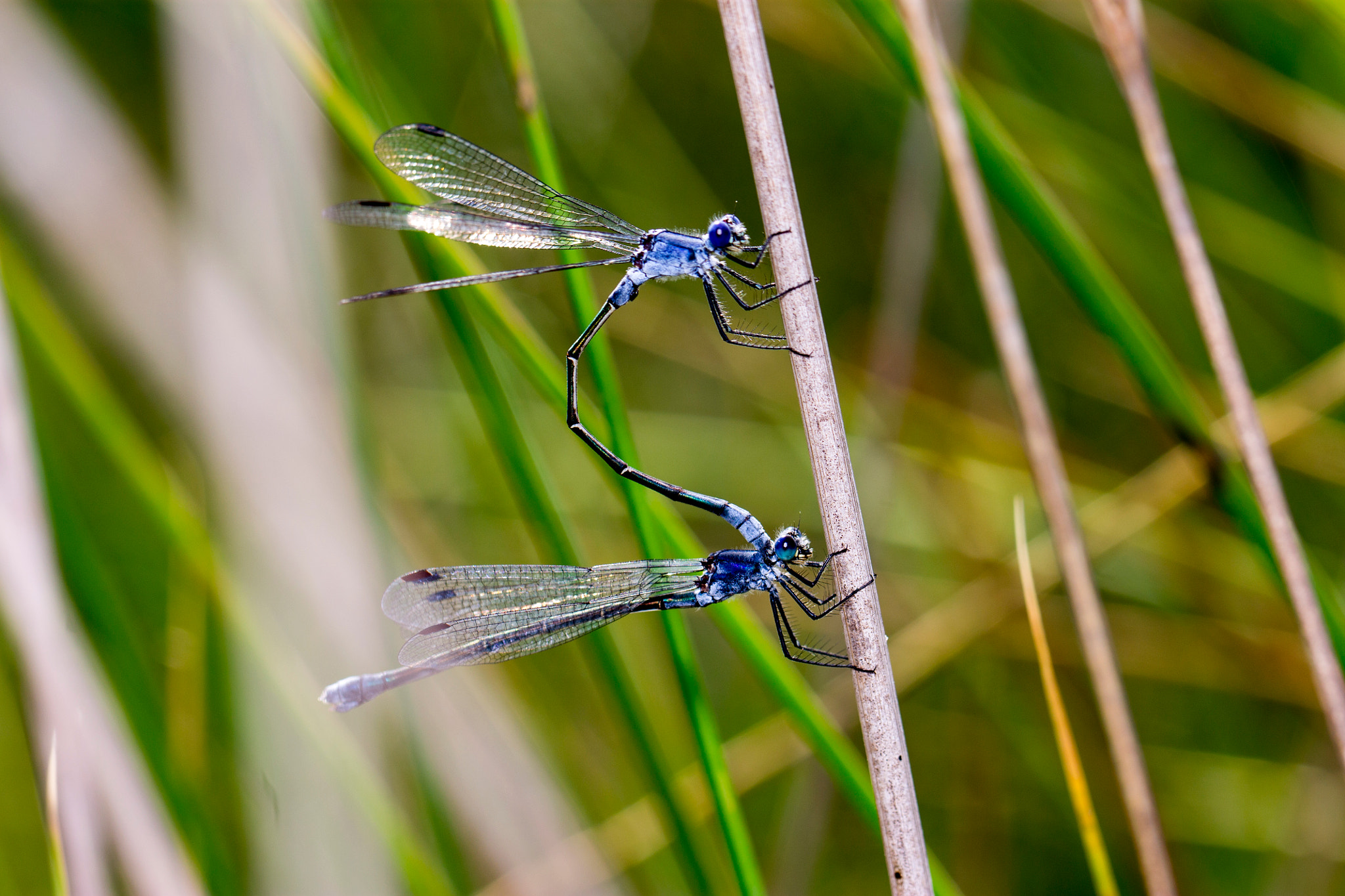 Canon EOS 1100D (EOS Rebel T3 / EOS Kiss X50) + Canon EF 100mm F2.8L Macro IS USM sample photo. Mating damselfly's photography