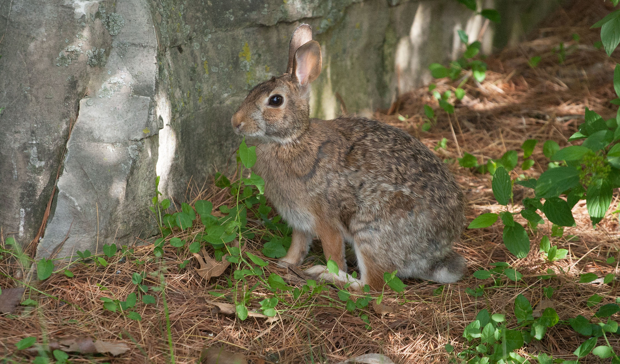 Canon EOS-1D Mark III sample photo. Bunny profile photography