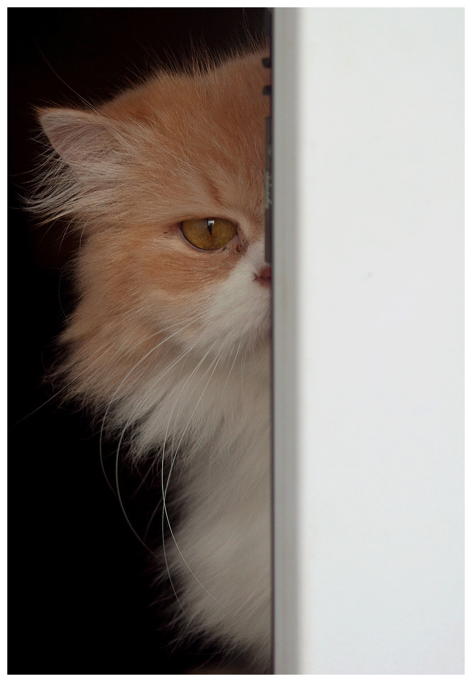 Canon EF 28-90mm f/4-5.6 sample photo. To look at least one eye photography