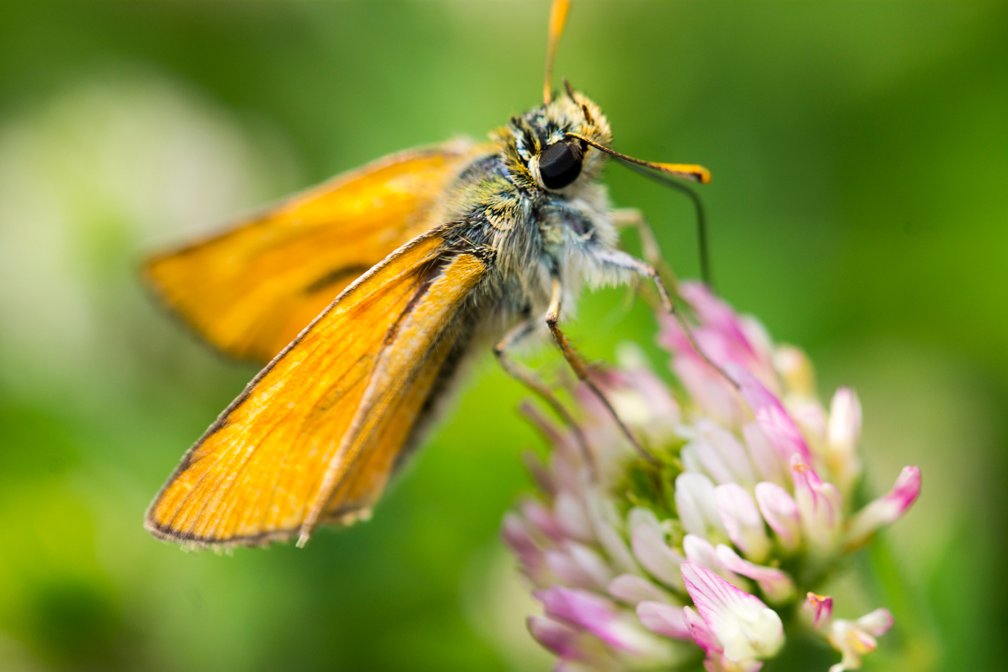 Canon EOS 1100D (EOS Rebel T3 / EOS Kiss X50) + Canon EF 100mm F2.8L Macro IS USM sample photo. Day skipper butterfly photography