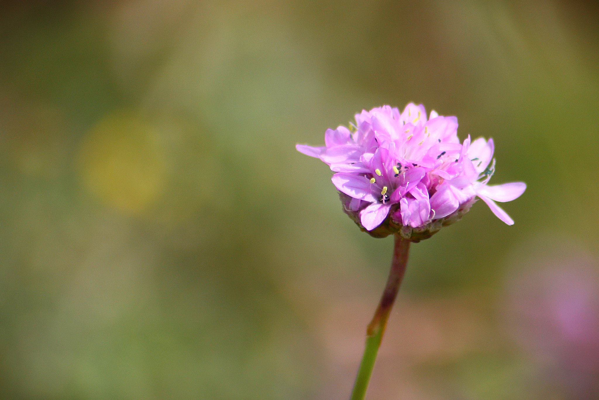 Sigma 70-300mm F4-5.6 APO DG Macro sample photo. Lonely photography