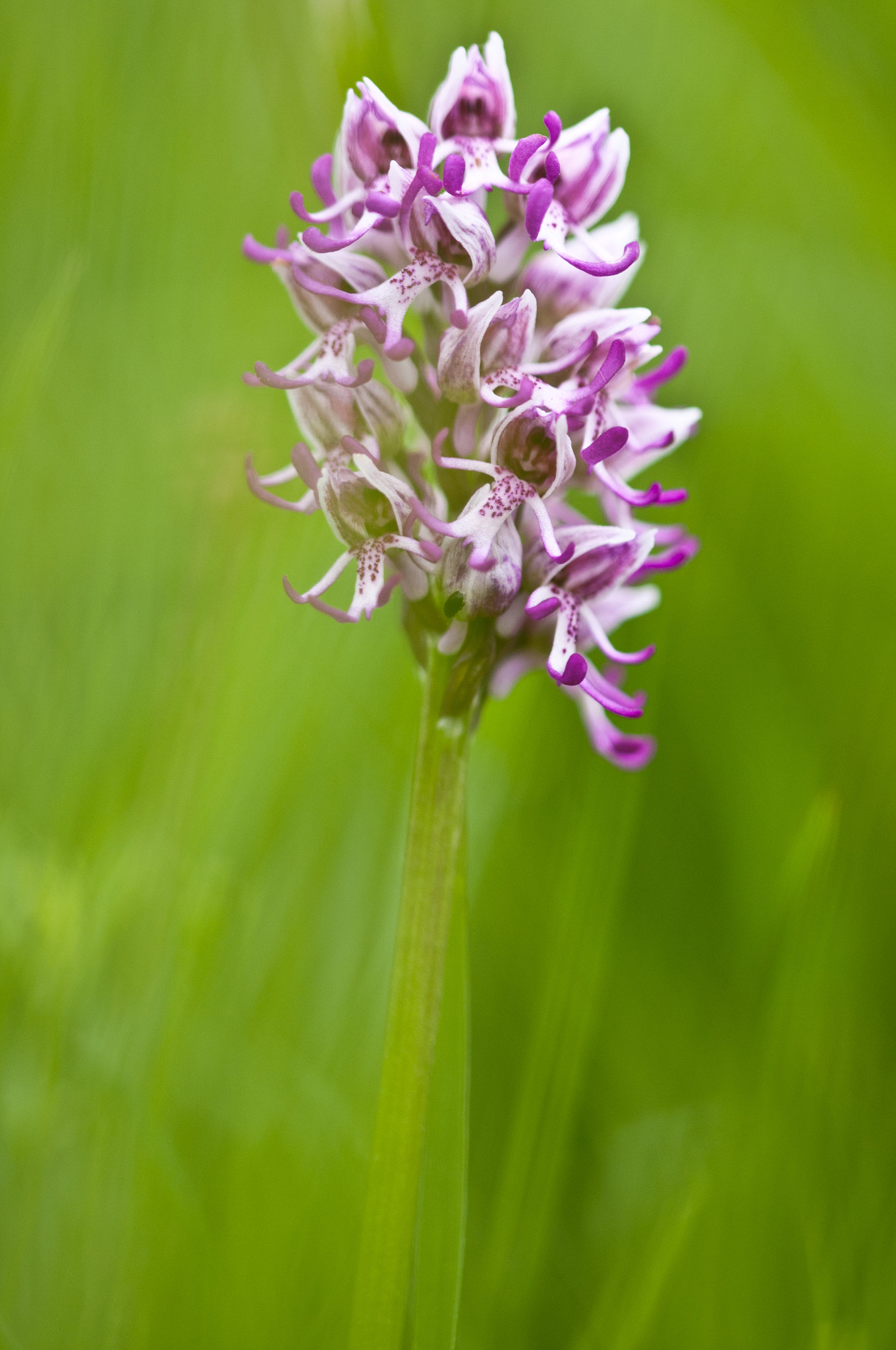 Sigma 105mm F2.8 EX DG OS HSM sample photo. Monkey orchid photography