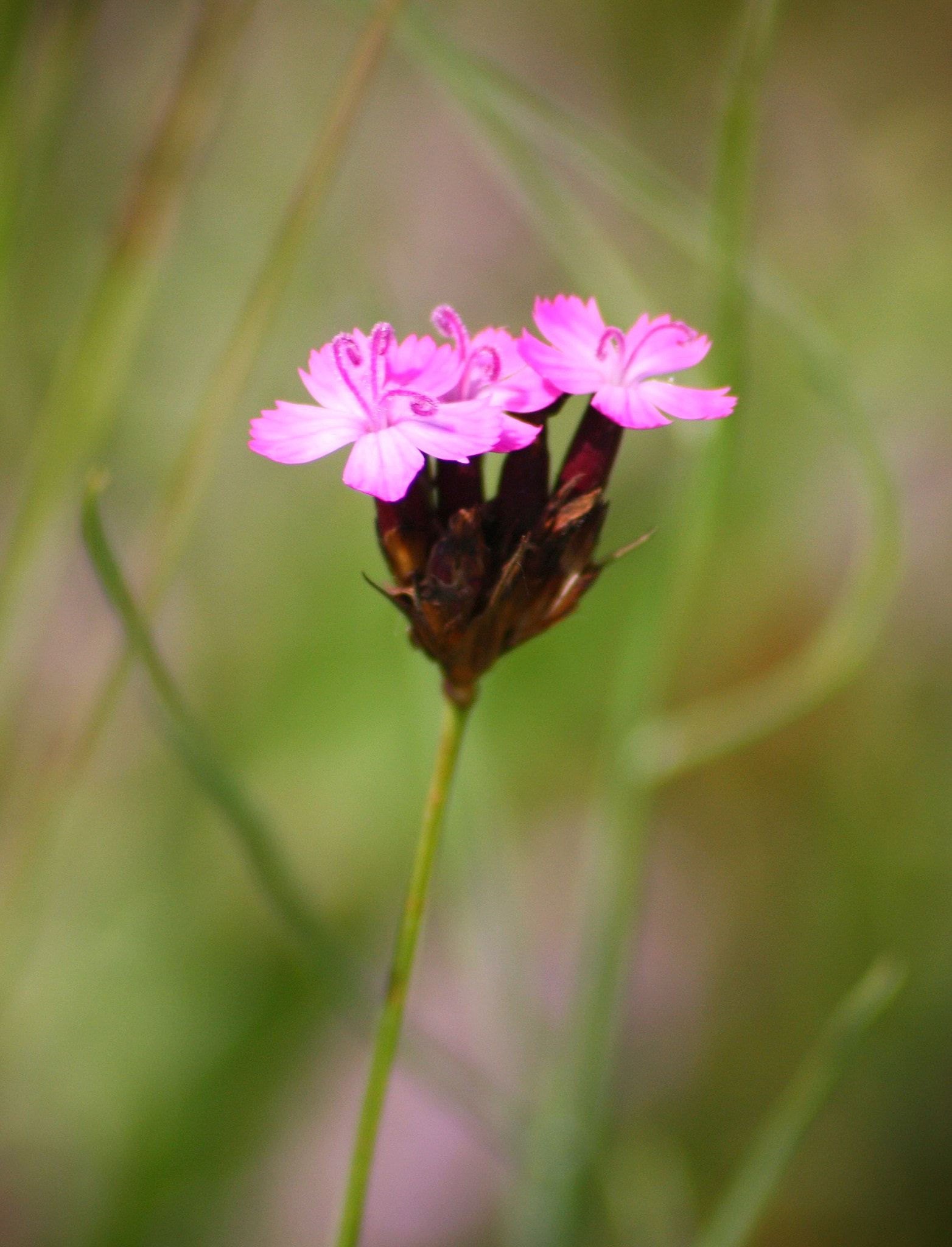 Sigma 70-300mm F4-5.6 APO DG Macro sample photo. Lonely ii photography