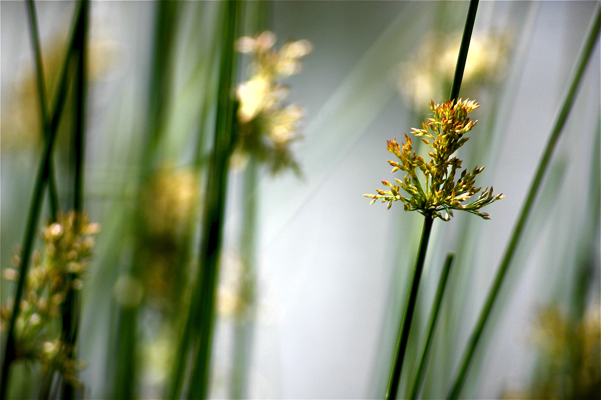 Sigma 70-300mm F4-5.6 APO DG Macro sample photo. Near the pond photography