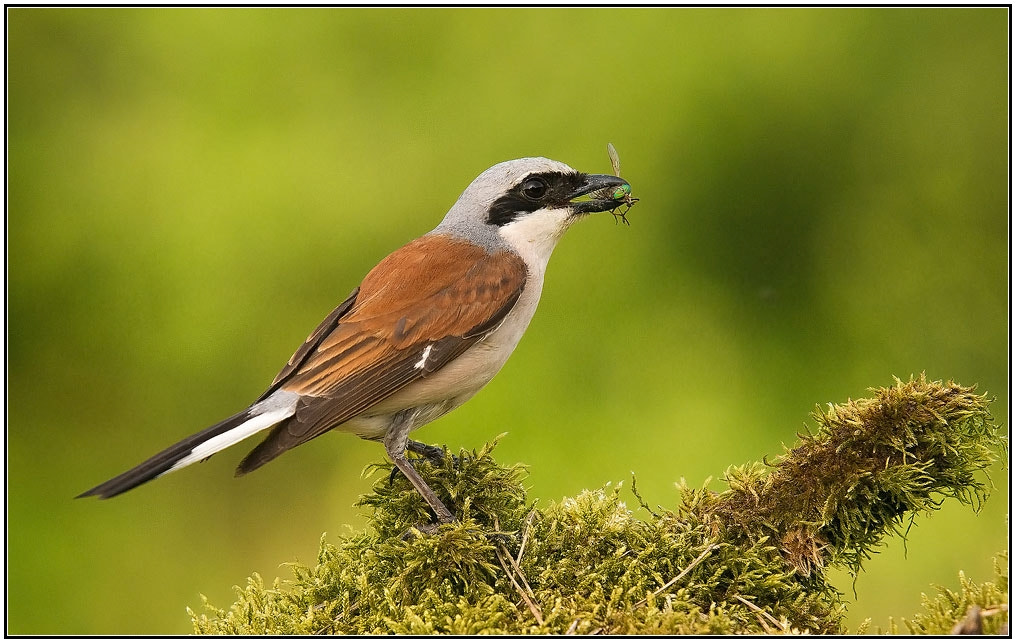 Sony Alpha DSLR-A550 + Sigma 30mm F1.4 EX DC HSM sample photo. It's dinner time!:)-red-backed shrike photography
