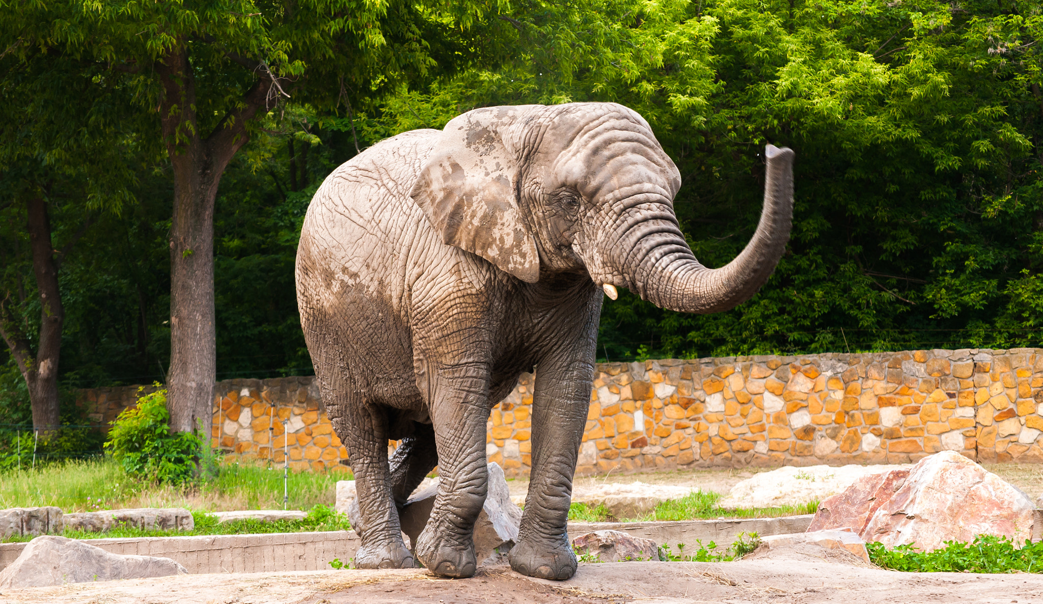Nikon D300S sample photo. Zoo & animals photography