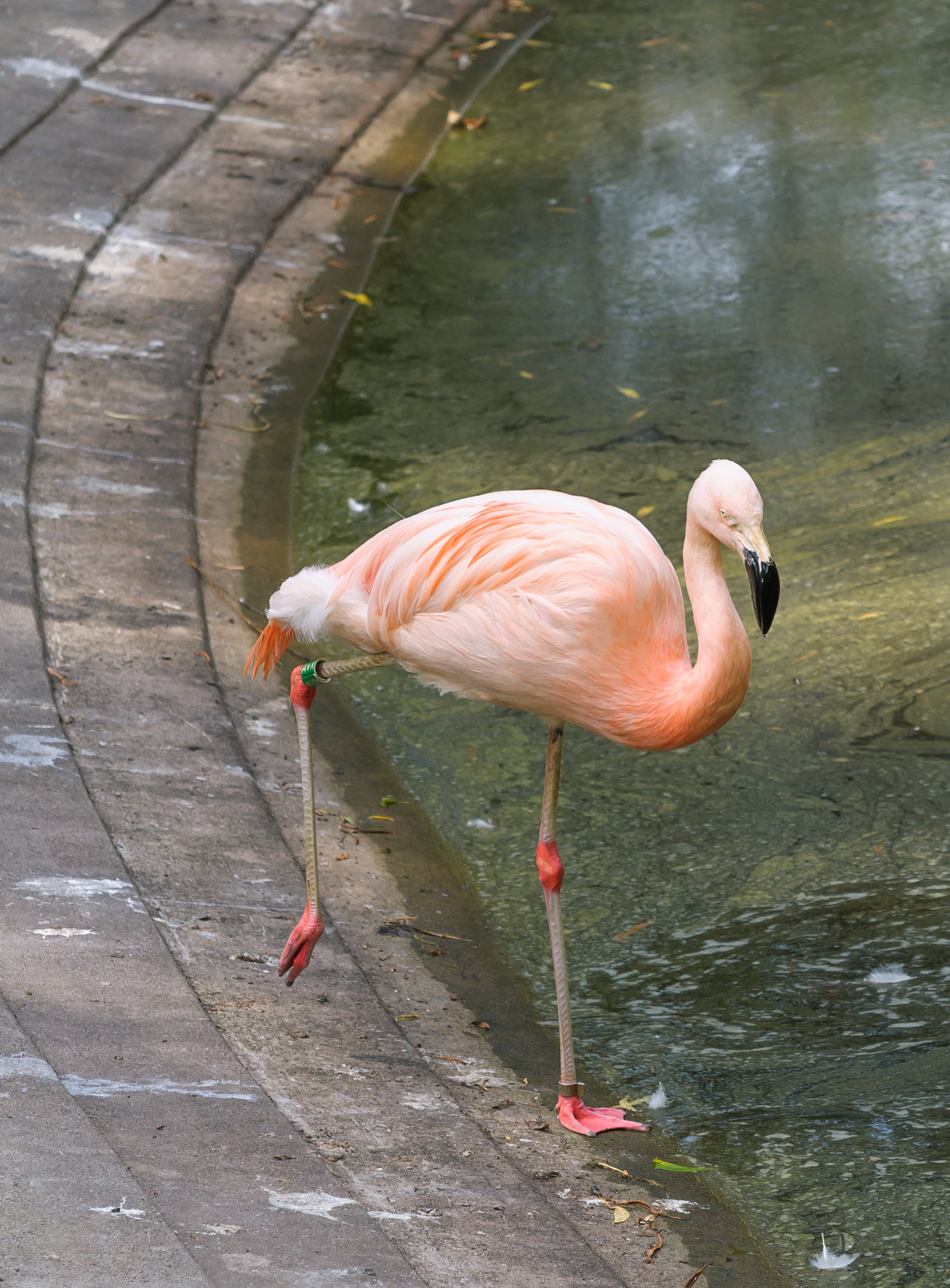 Nikon D300S sample photo. Zoo & animals photography