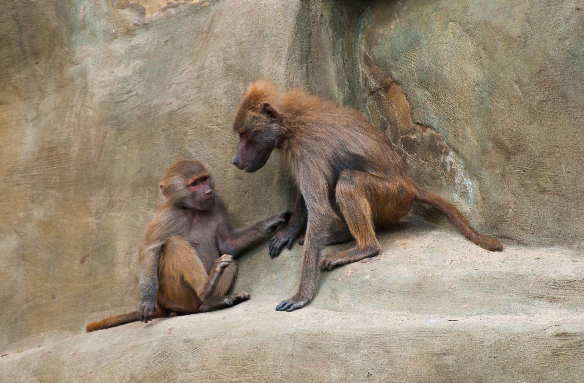 Nikon D300S sample photo. Zoo & animals photography