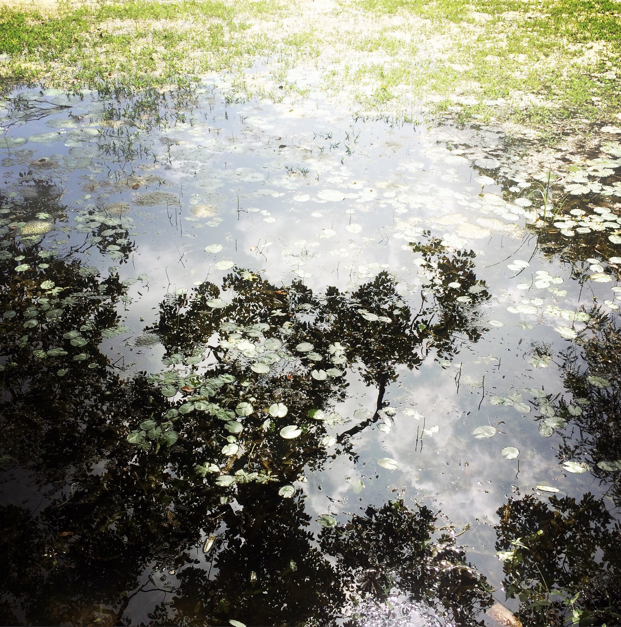 Hipstamatic 280 sample photo. Pond in polonnaruwa, sri lanka photography