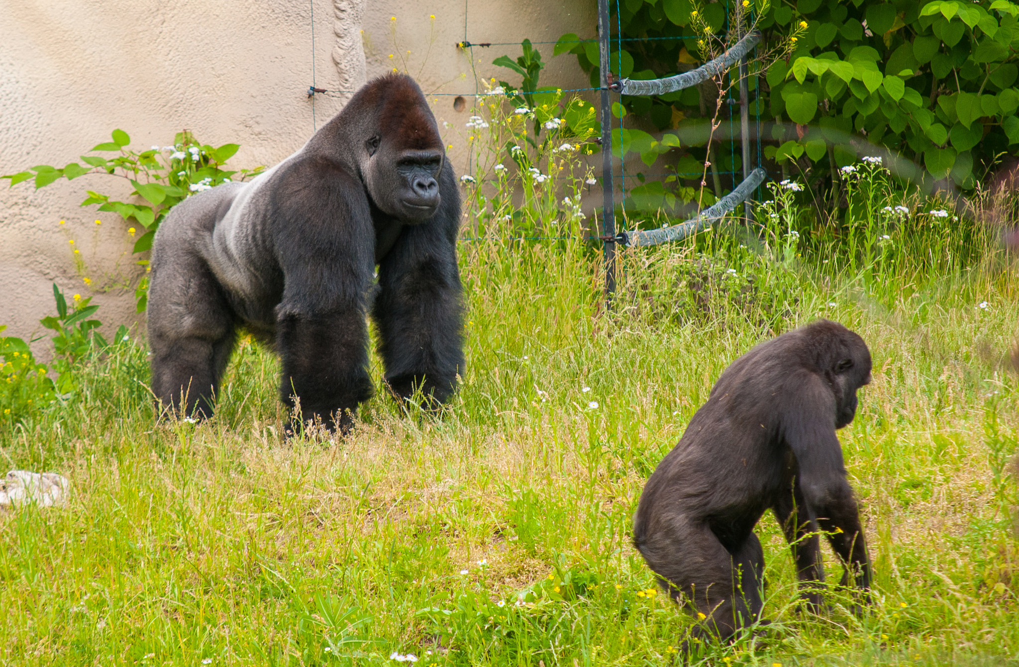 Nikon D300S sample photo. Zoo & animals photography