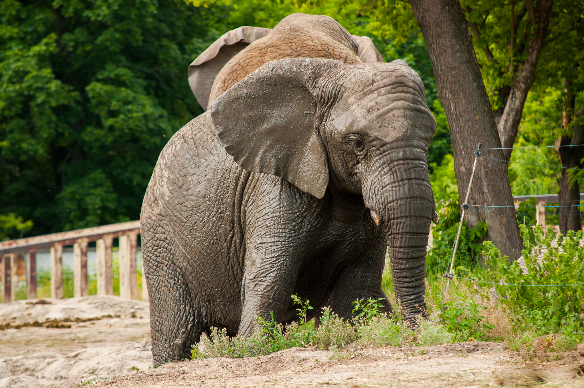 Nikon D300S sample photo. Zoo & animals photography