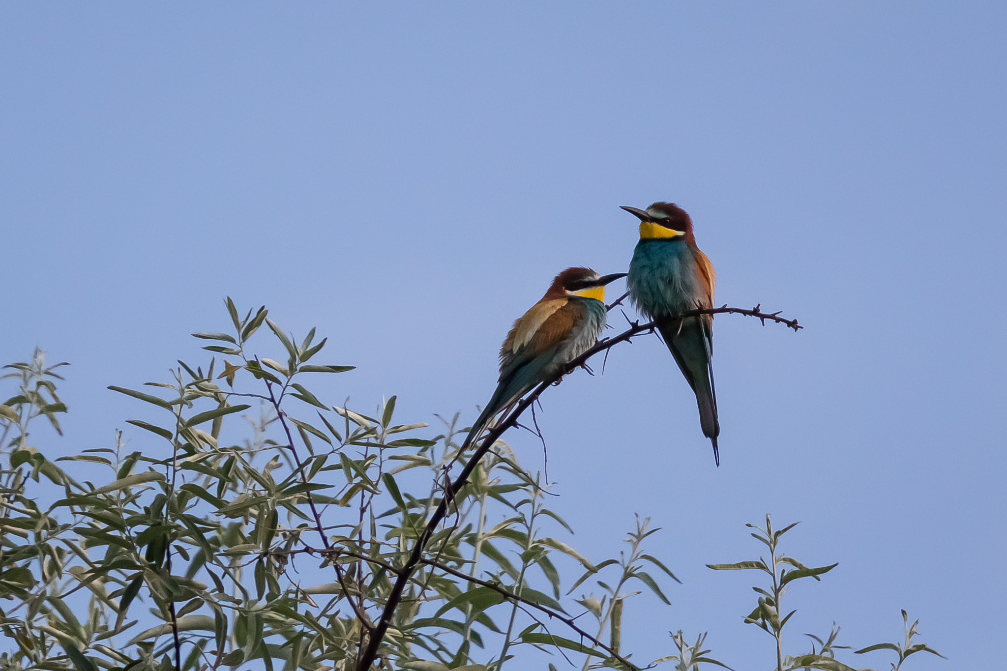 Canon EF 70-200mm F4L IS USM sample photo. Bee-eaters.jpg photography