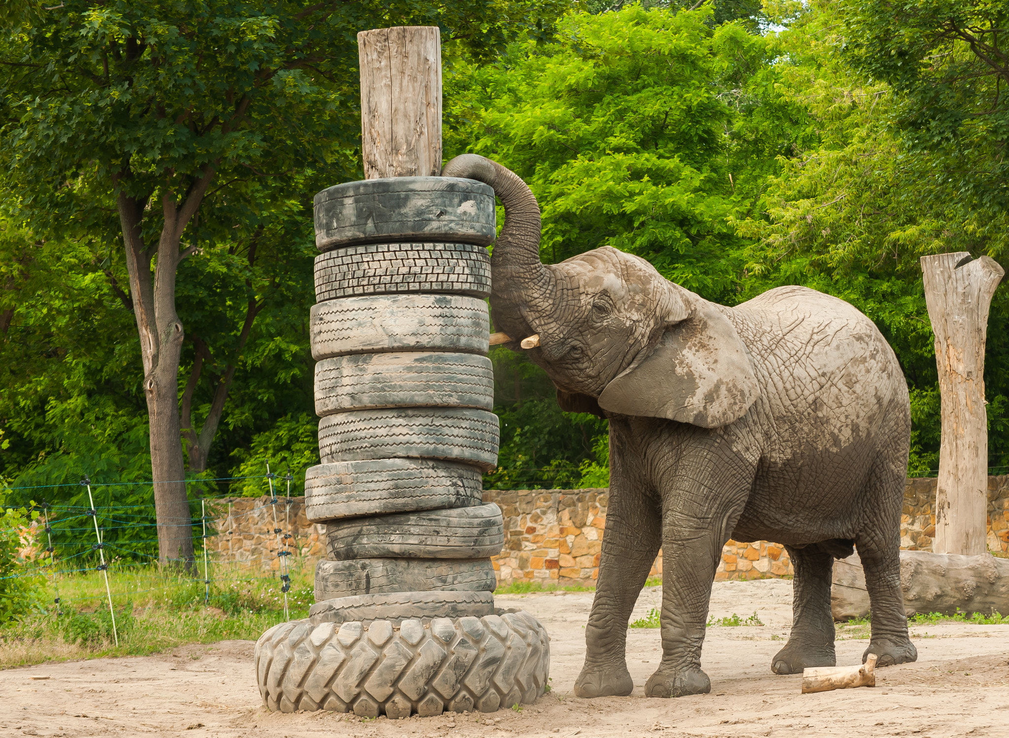 Nikon D300S sample photo. Zoo & animals photography