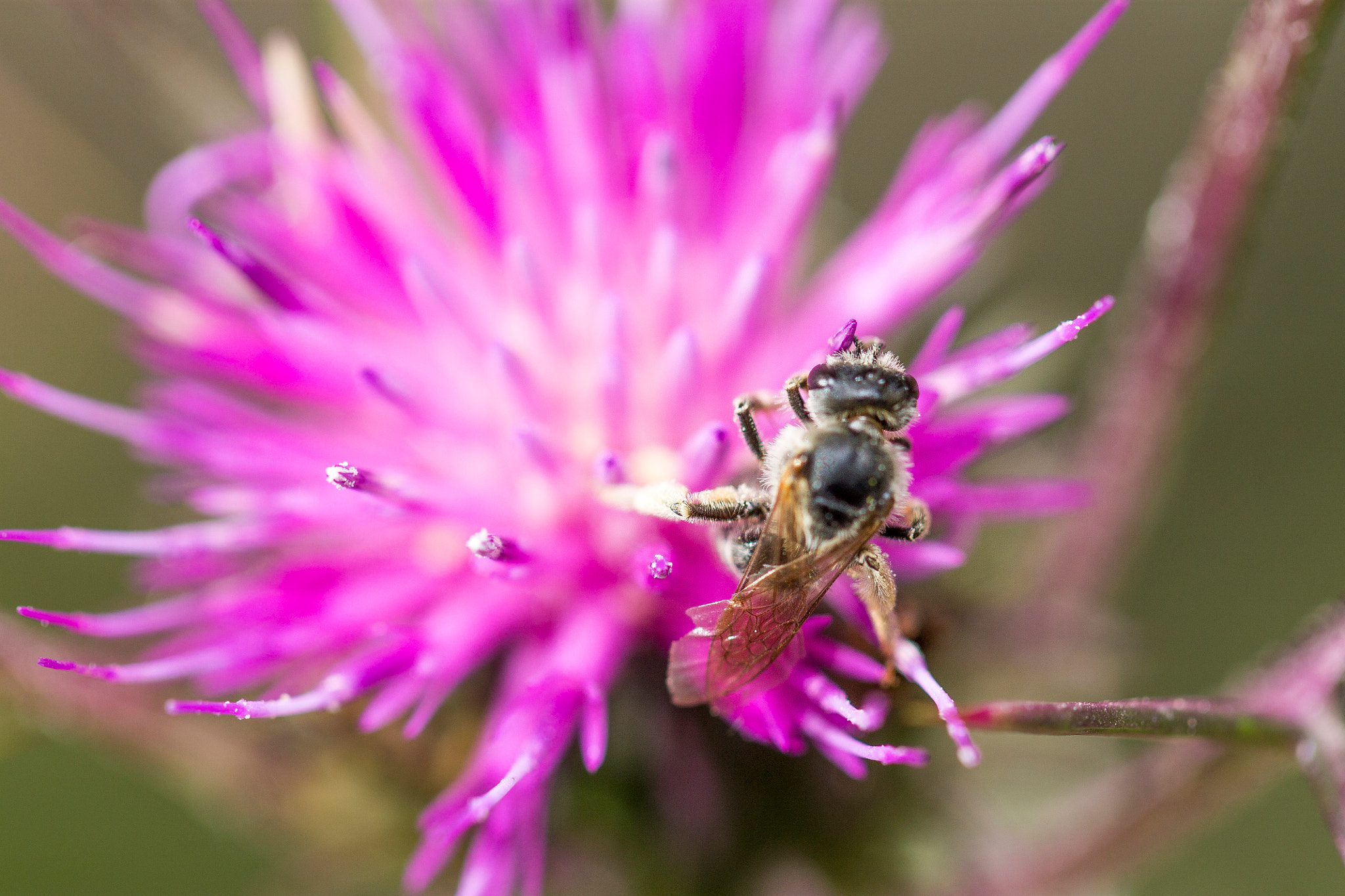 Canon EOS 1100D (EOS Rebel T3 / EOS Kiss X50) + Canon EF 100mm F2.8L Macro IS USM sample photo. Small bee on thistle photography