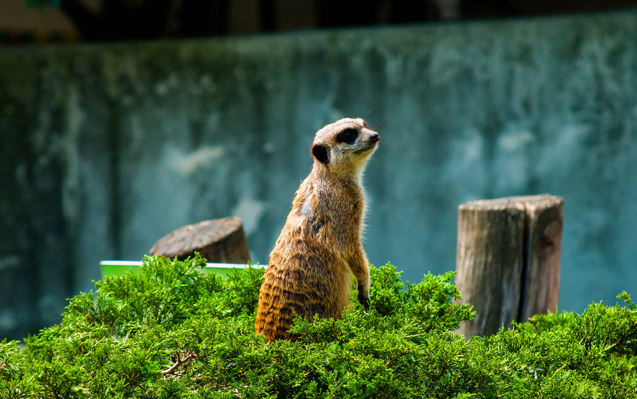 Nikon D300S sample photo. Zoo & animals photography