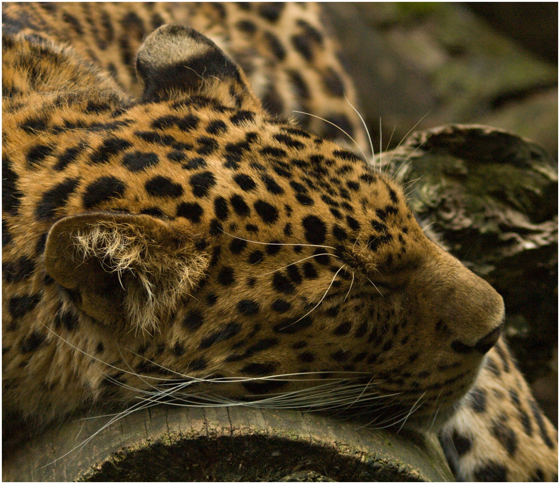 70.00 - 300.00 mm f/4.0 - 5.6 sample photo. The sleeping king.. photography