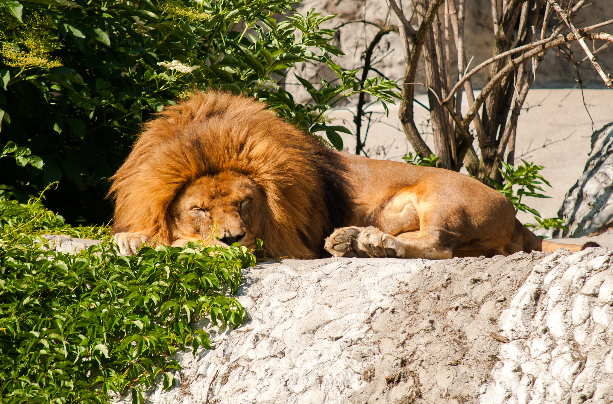 Nikon D300S sample photo. Zoo & animals photography