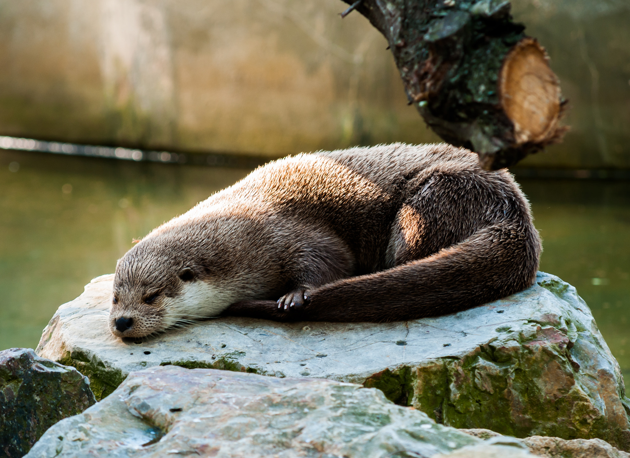 Nikon D300S sample photo. Zoo & animals photography