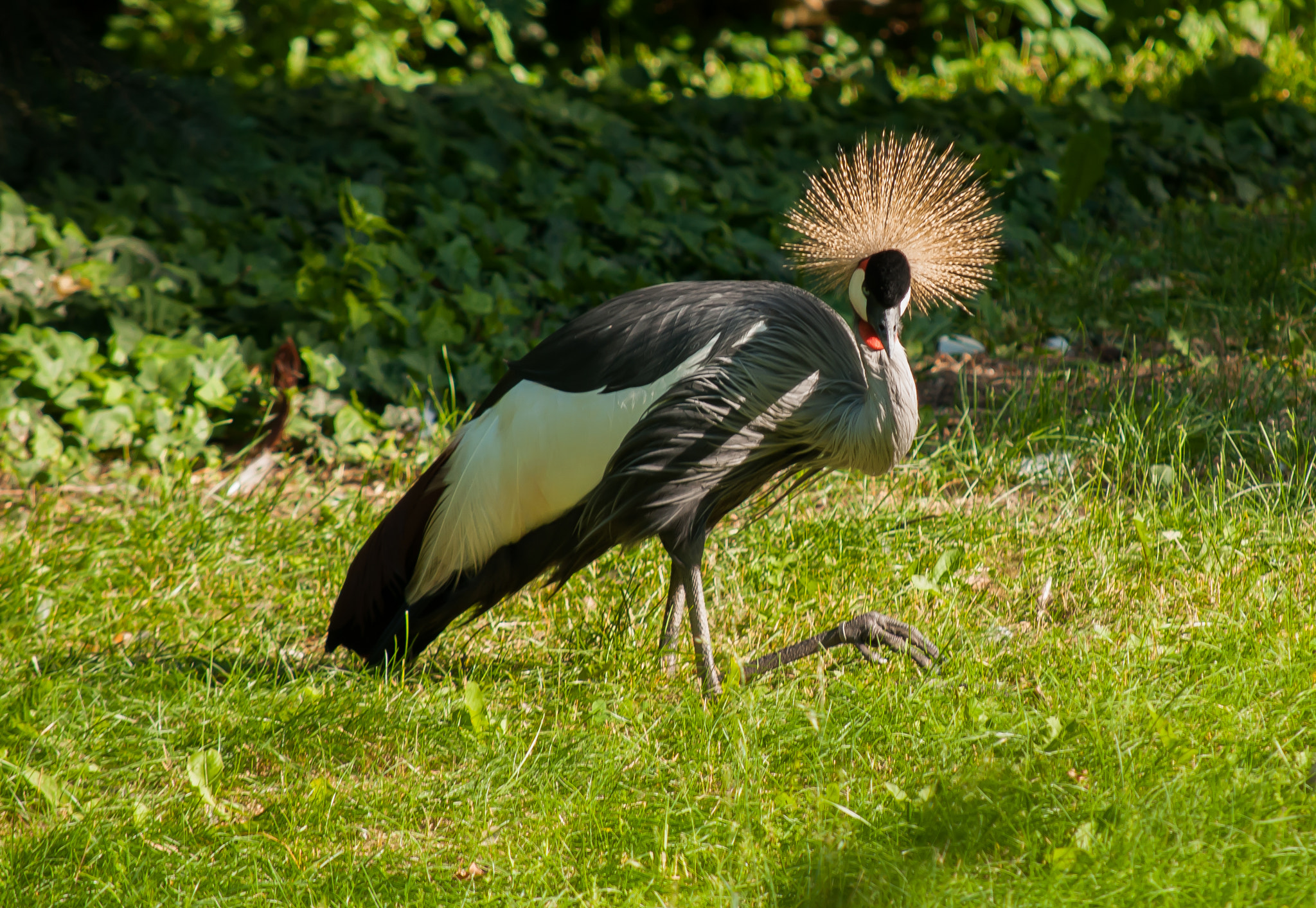 Nikon D300S sample photo. Zoo & animals photography