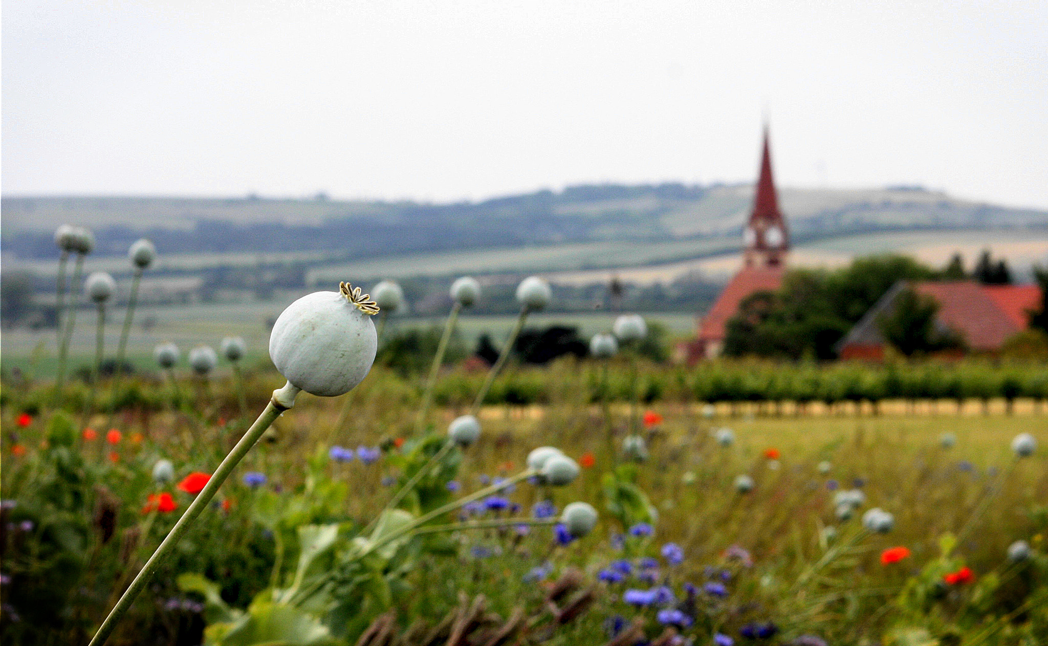 Sigma 70-300mm F4-5.6 APO DG Macro sample photo. Landscape with poppyheads photography