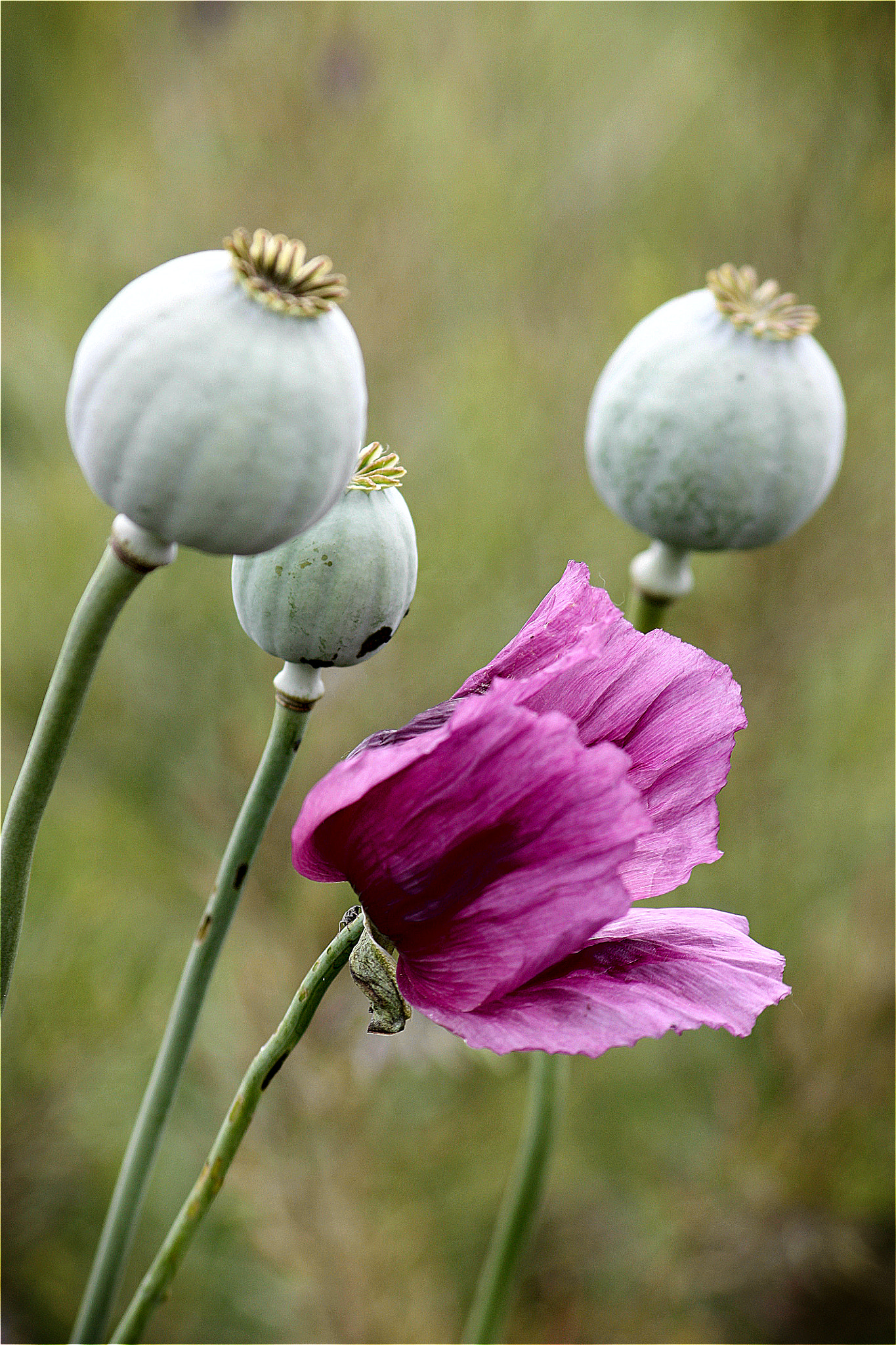 Sigma 70-300mm F4-5.6 APO DG Macro sample photo. Blossom and poppyheads photography