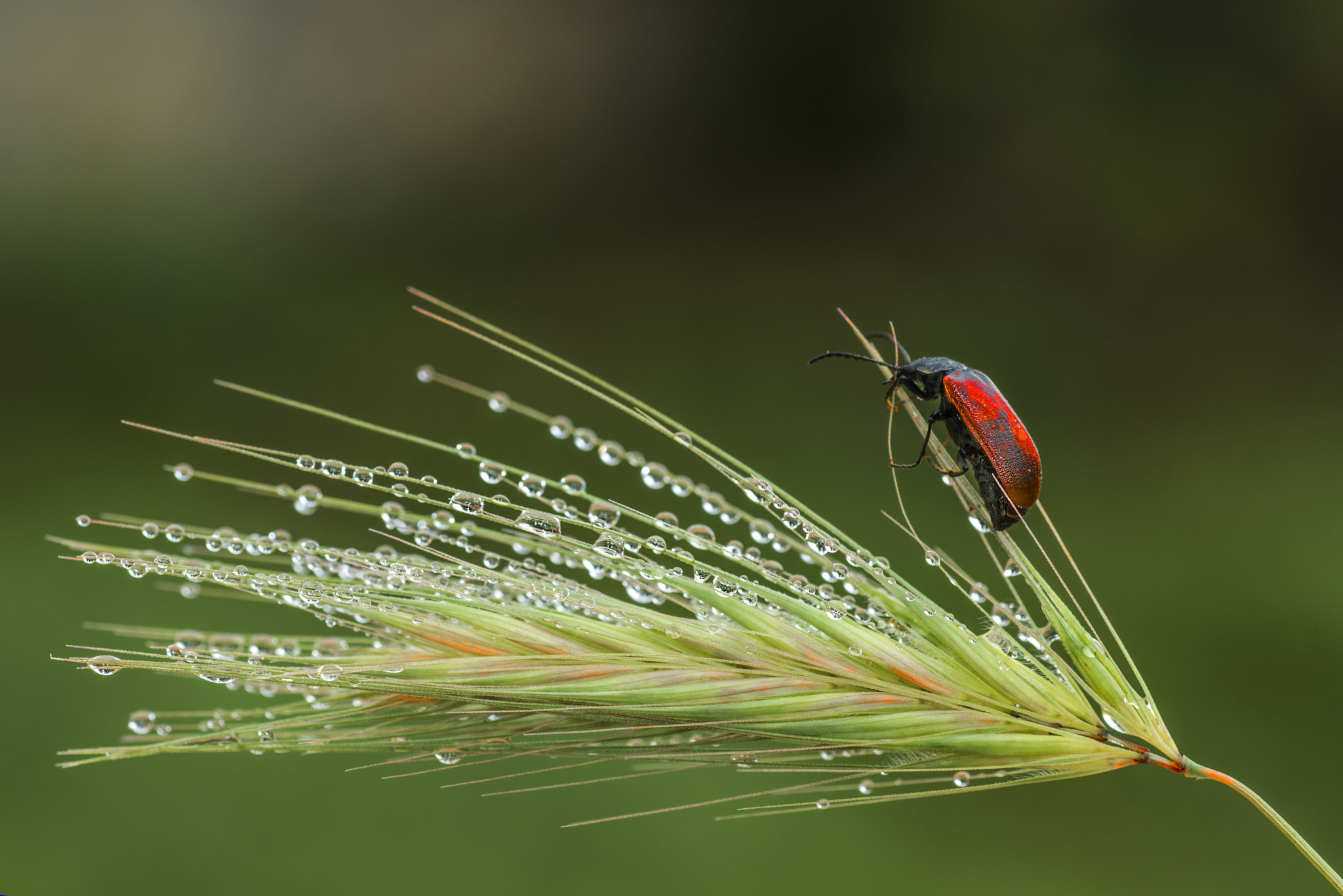 Nikon D800E sample photo. After the rain photography