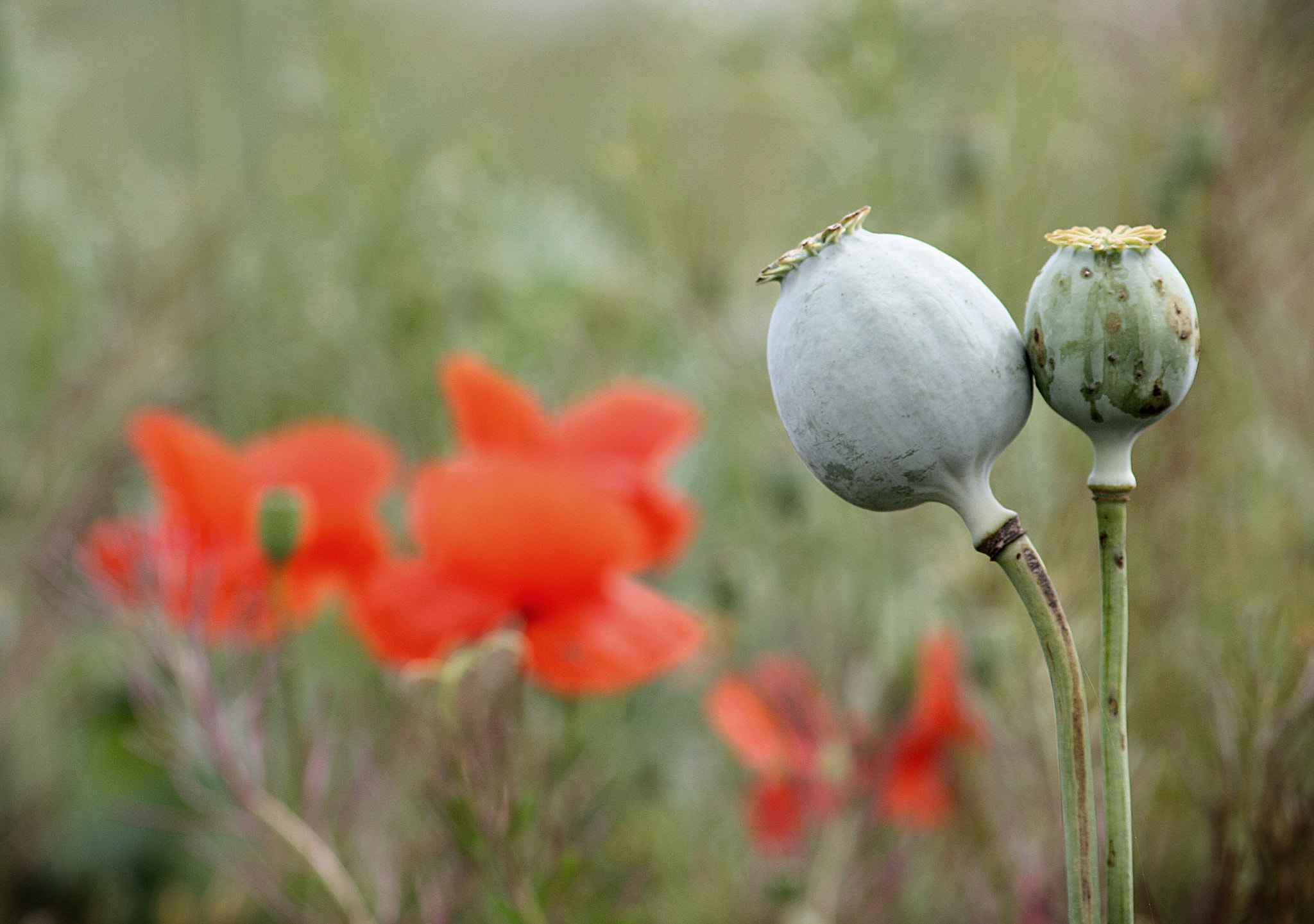 Sigma 70-300mm F4-5.6 APO DG Macro sample photo. Two poppyheads photography