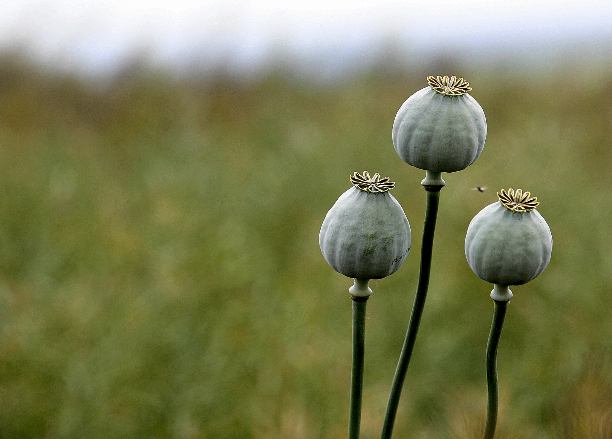 Sigma 70-300mm F4-5.6 APO DG Macro sample photo. Three poppyheads photography