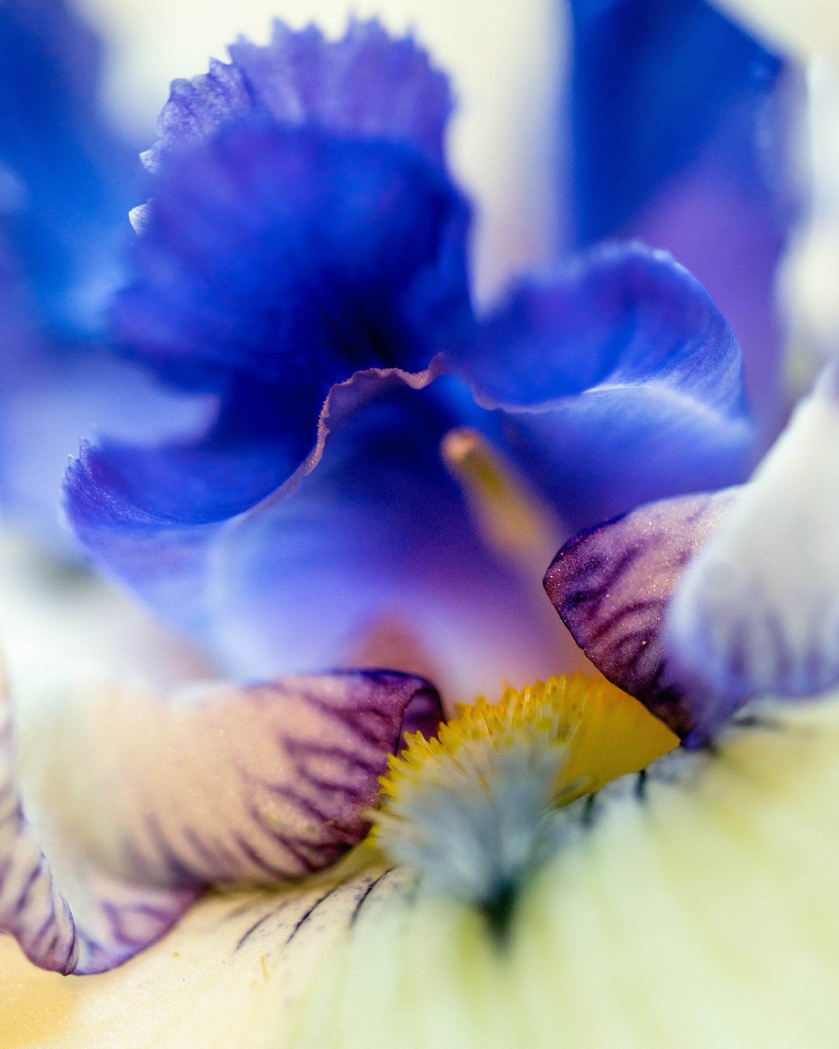 Sony a7R II + Canon EF 100mm F2.8L Macro IS USM sample photo. Iris blooms photography