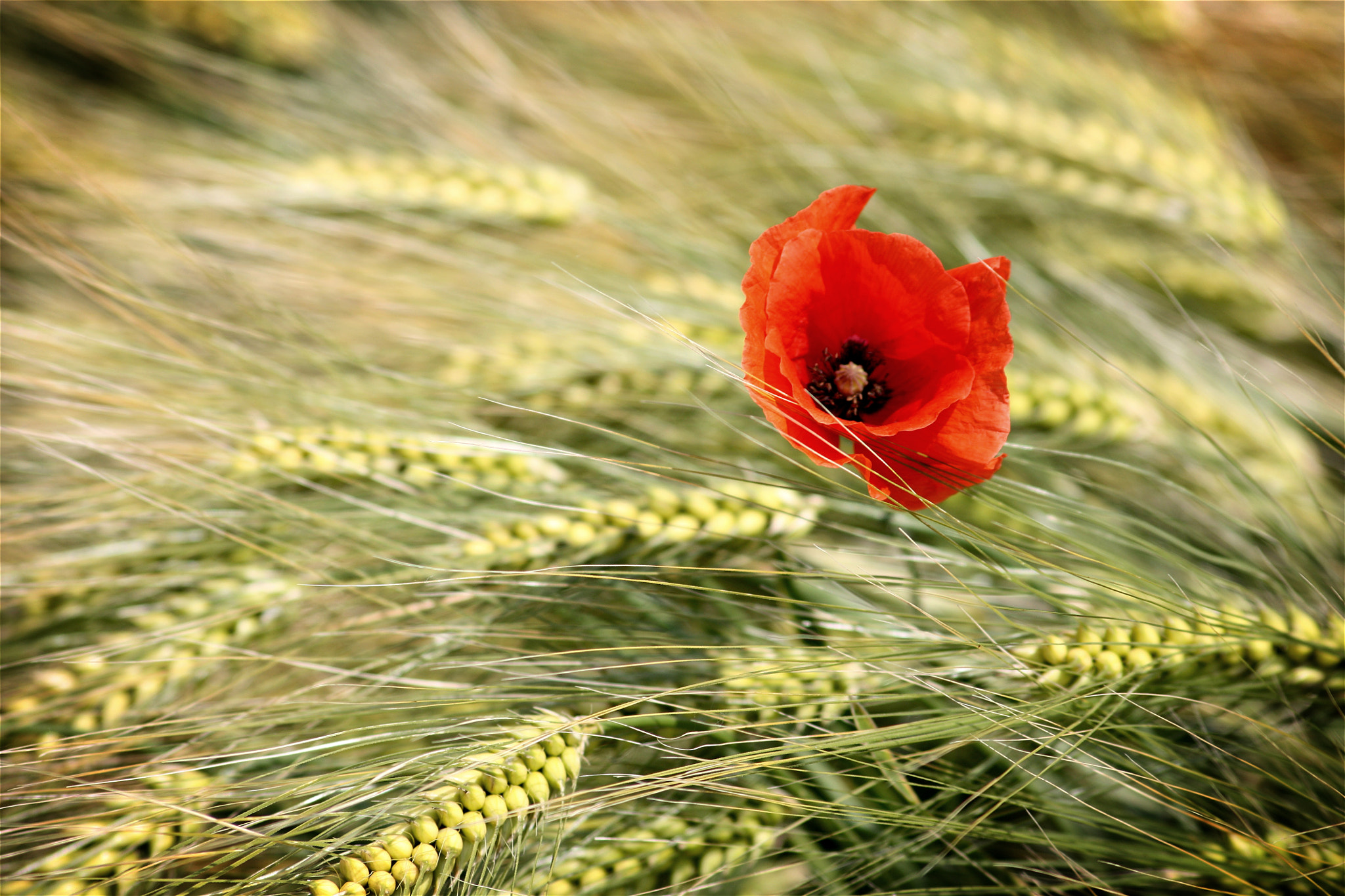 Sigma 70-300mm F4-5.6 APO DG Macro sample photo. Poppy crop photography