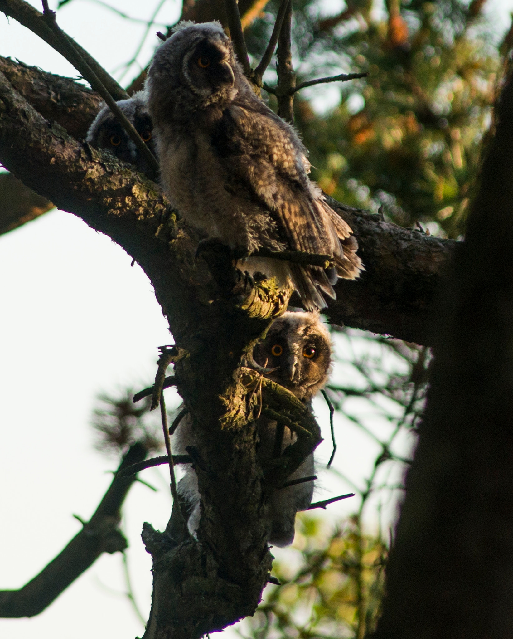 Sony 75-300mm F4.5-5.6 sample photo. Eared owl photography