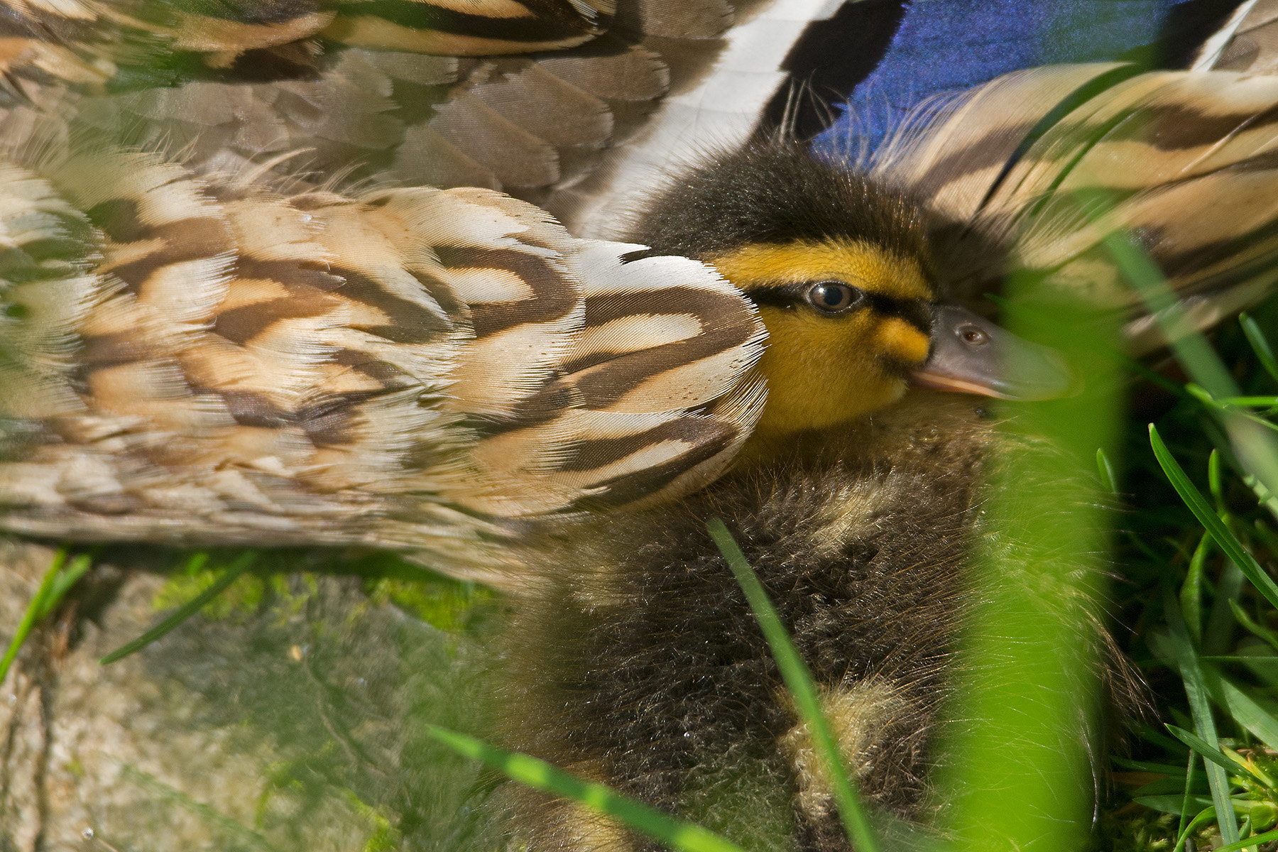 Pentax K-5 sample photo. In sicherheit photography