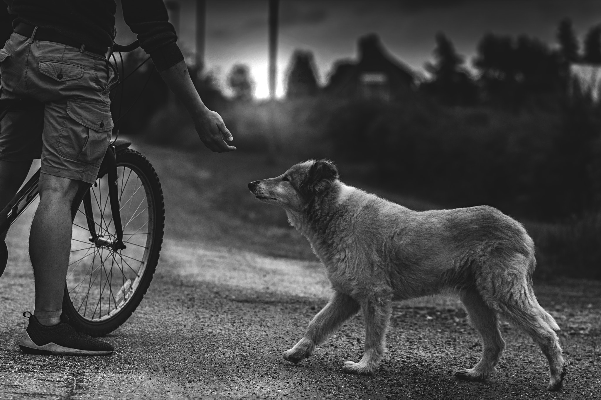 Canon EOS 600D (Rebel EOS T3i / EOS Kiss X5) + Canon EF 100mm F2.0 USM sample photo. Man's best friend photography