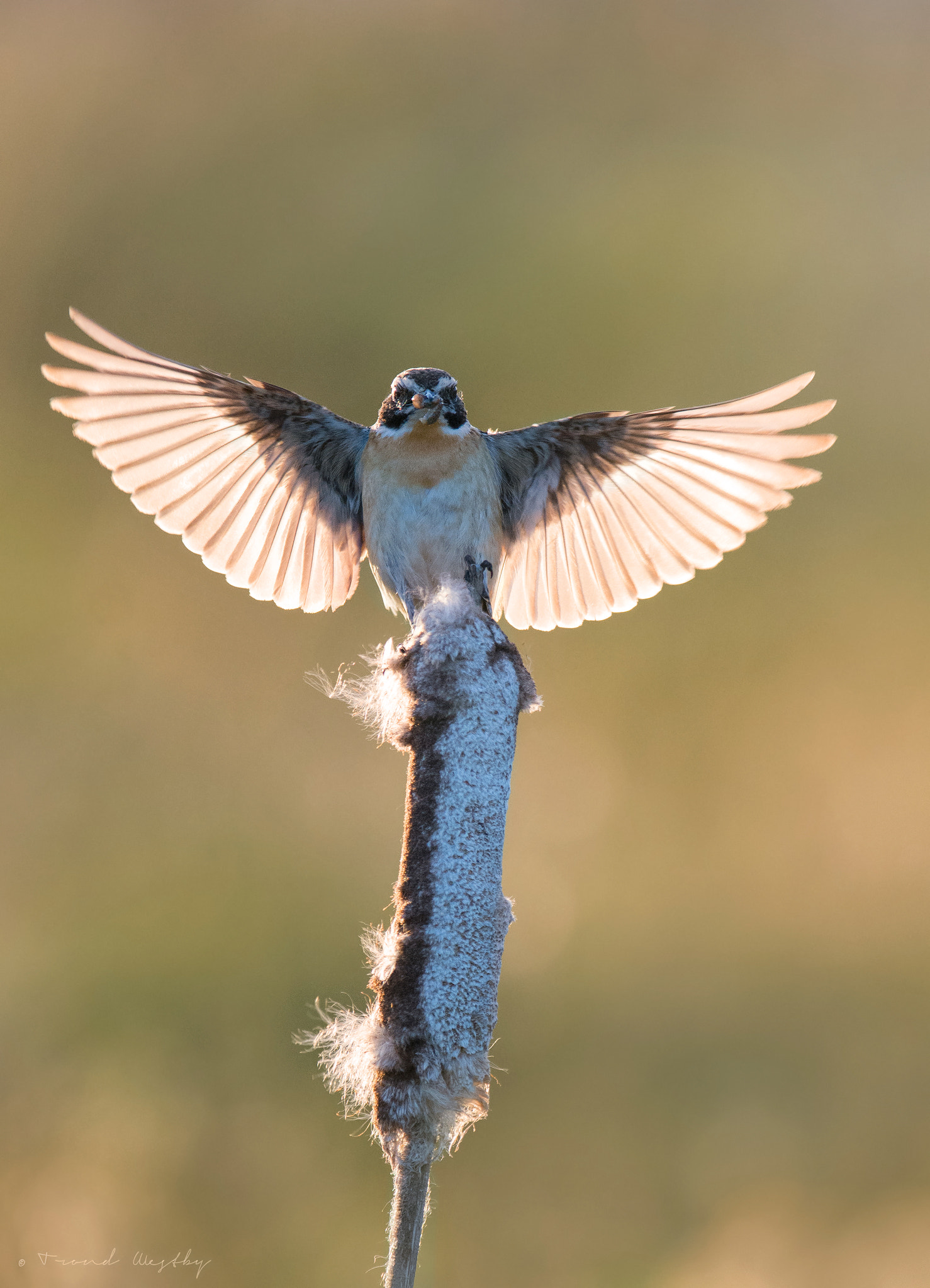 Nikon AF-S Nikkor 300mm F2.8G ED VR II sample photo. Whinchat photography