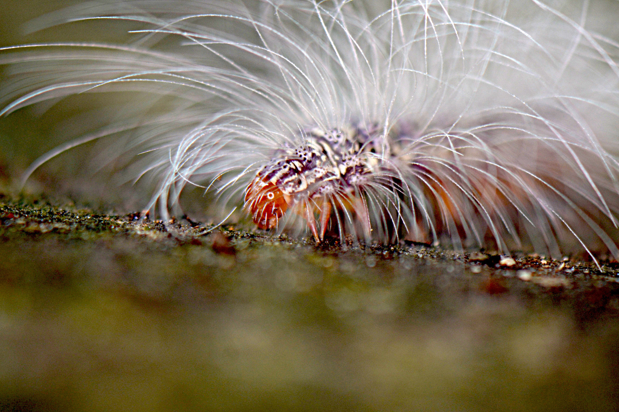 Nikon AF-S DX Micro-Nikkor 85mm F3.5G ED VR sample photo. Hairy caterpillar photography