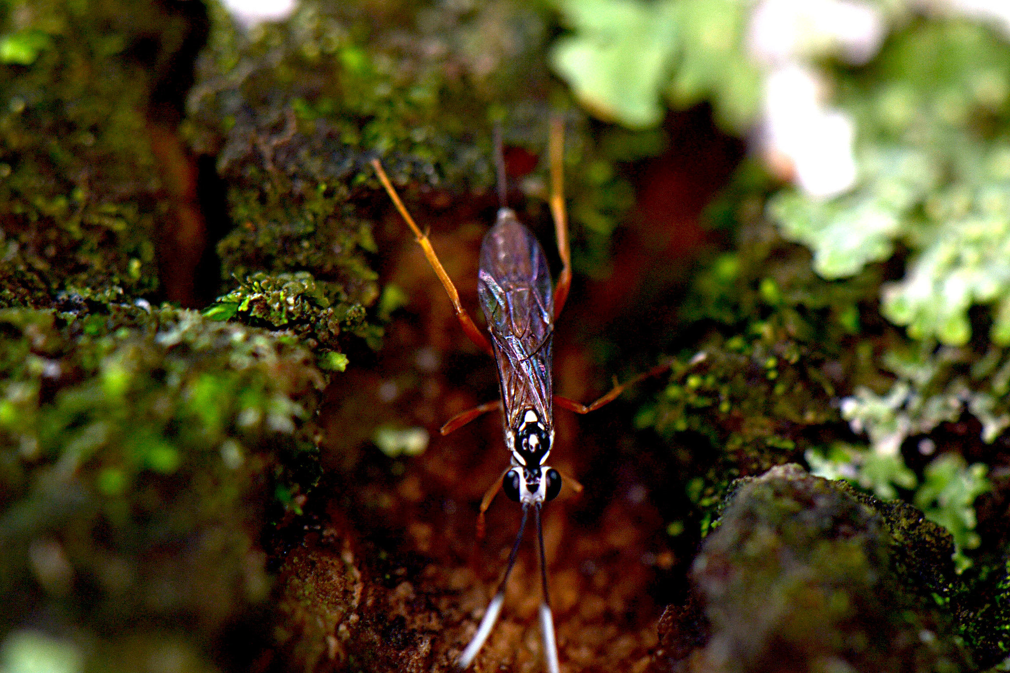 Nikon AF-S DX Micro-Nikkor 85mm F3.5G ED VR sample photo. Small weird insect 2 photography