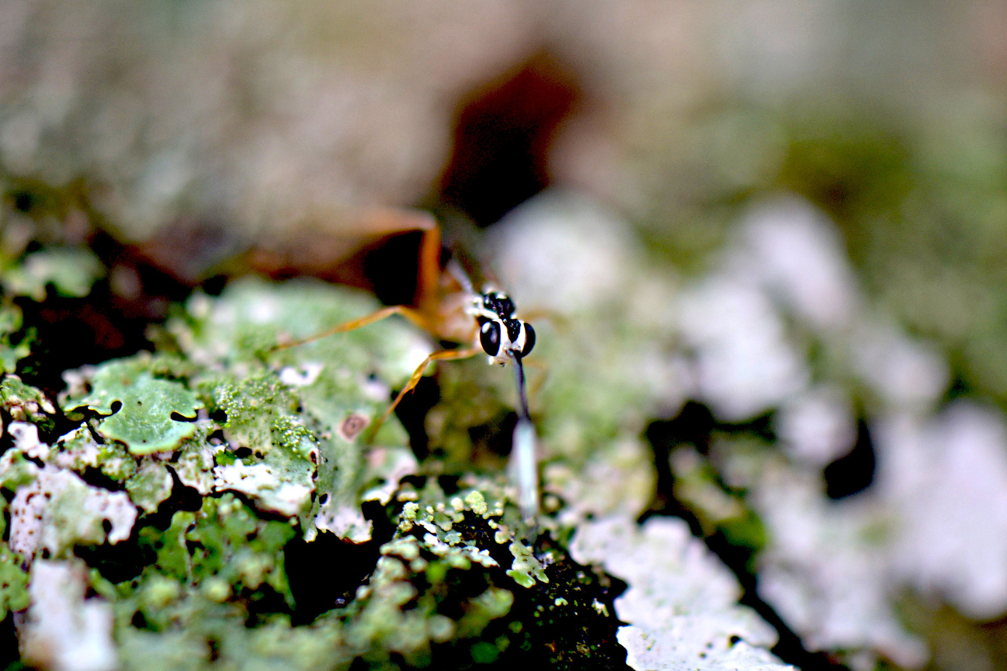 Nikon AF-S DX Micro-Nikkor 85mm F3.5G ED VR sample photo. Small weird insect 1 photography